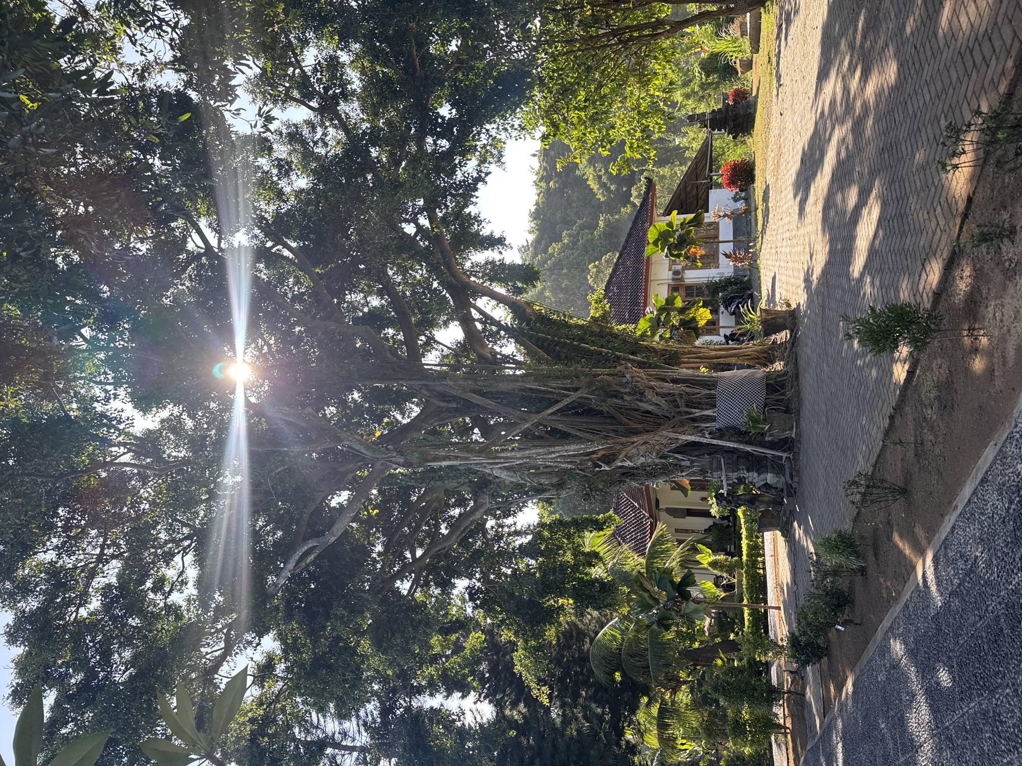 The image presents a sun-drenched outdoor scene in Karangasem, Indonesia, likely captured in the morning or late afternoon due to the intense sun rays and long shadows. A prominent, large banyan tree with an expansive canopy and numerous aerial roots dominates the left side, with bright sun flares piercing through its dense foliage.
To the right, a paved pathway made of interlocking bricks leads into the distance, bordered by a gravel area and various plants. Several houses with traditional Indonesian architecture are visible along this path. One house features a distinctive terracotta tiled roof, light-colored walls, and is adorned with potted plants. A motorcycle or scooter is parked near this residence. Further into the scene, another building with a lighter roof and a small, traditional Balinese shrine structure can be observed amidst lush tropical greenery, including palm trees and smaller bushes.
A black and white checkered cloth, characteristic of Balinese culture (known as "poleng"), is draped over a structure near the base of the banyan tree. The overall setting is serene and verdant, showcasing a harmonious blend of abundant nature and local architecture under clear, sunny skies. No people or visible text are present in the media file.
