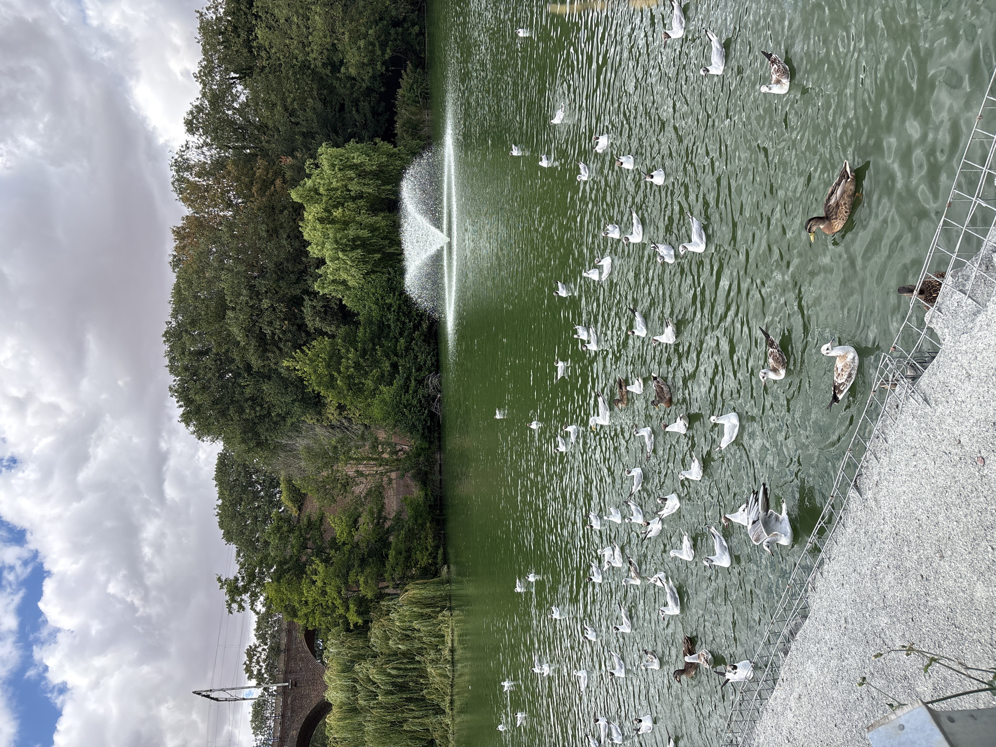 This image captures a serene scene at the lake in Central Park, Chelmsford, United Kingdom. A large flock of seagulls and several ducks are scattered across the calm, green water. In the background, a prominent fountain sprays water upwards, creating a white arc against the backdrop of lush trees and a cloudy sky. To the left, a section of a brick railway bridge with overhead electrical lines is visible, peeking through the foliage of weeping willow trees. The foreground features a textured, greyish bank leading to the water's edge, partially enclosed by a metal fence. The overall impression is one of natural beauty and tranquility within an urban park setting.