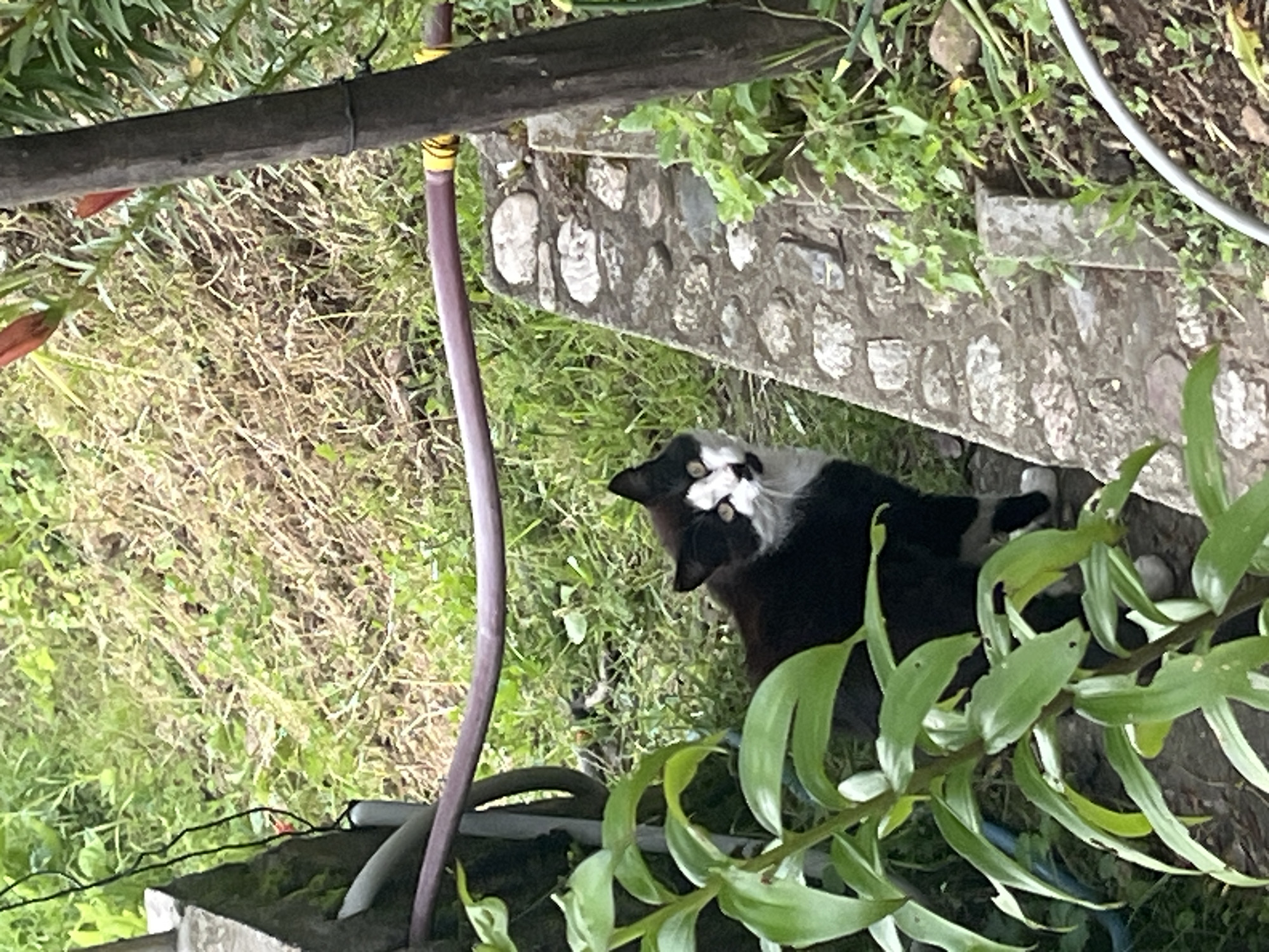In Startsevo, Bulgaria, a black and white cat is positioned on a stone ledge, looking upwards. The cat has black fur with white markings on its face and chest, and its eyes are wide open. In the foreground, to the left, is a plant with large green leaves. Behind the cat, the ground is covered in dry, brown vegetation, with patches of green grass. A purple hose with yellow tape is visible horizontally across the image. To the right, a dark wooden post stands vertically. The scene appears to be outdoors, possibly in a garden or yard.