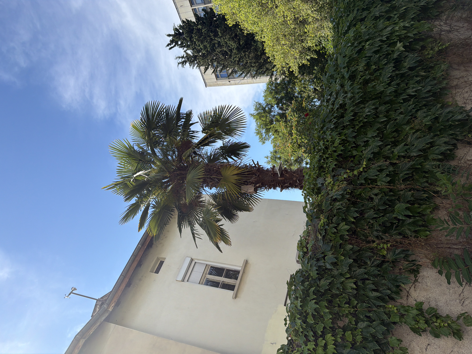 This is a low-angle shot of a palm tree in front of a building in Pazardzhik, Bulgaria. The building is white with a grey roof and a window with a white blind. To the right of the palm tree is a tall, dark green evergreen tree and another building with light-colored walls and dark windows. A wall covered in dark green ivy runs across the foreground, obscuring the base of the palm tree. The sky is blue with some wispy white clouds. A weathervane is visible on the roof of the white building.