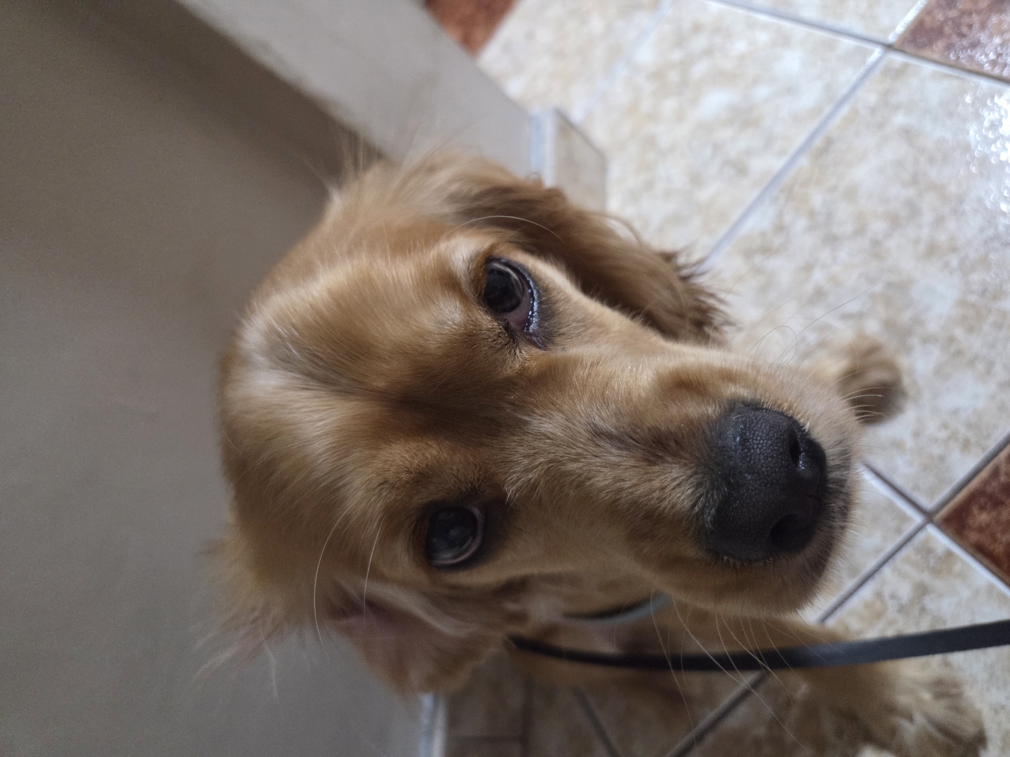 A close-up, high-angle shot of a golden-brown cocker spaniel dog looking up at the camera. The dog has a black nose and dark eyes. It appears to be wearing a collar with a leash attached. The background consists of a beige tiled floor and a light gray wall. The image was taken indoors. There is no evidence to suggest the location is Pleven, Bulgaria.