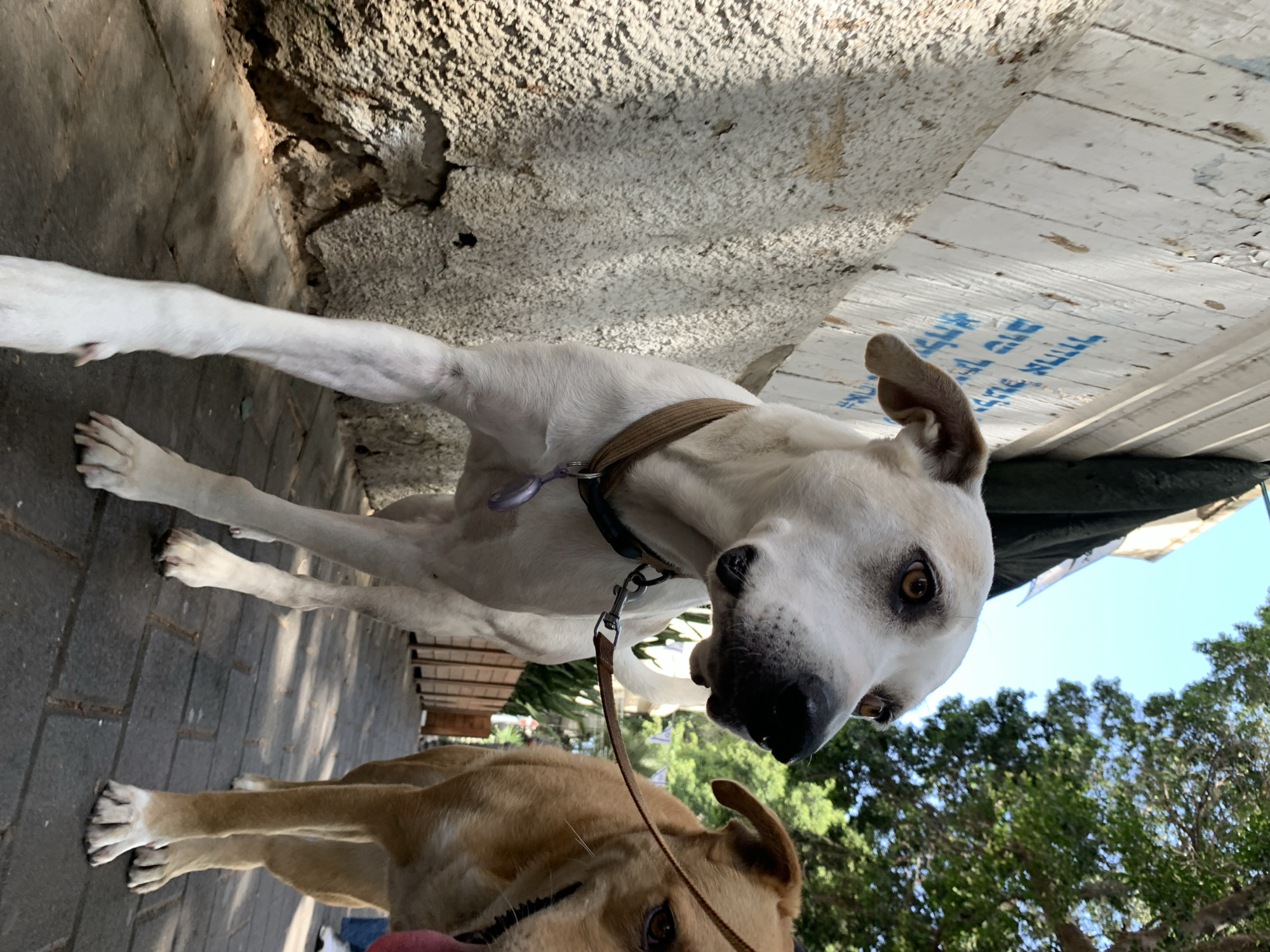 The image shows two dogs on leashes on a paved area. The dog in the foreground is a light brown color, and the dog behind is white. The surroundings include a stone or concrete wall, a wooden structure with painted text (possibly in Hebrew), and trees in the background. The location is likely in Tel Aviv, Israel, as indicated by the text on the wooden structure.