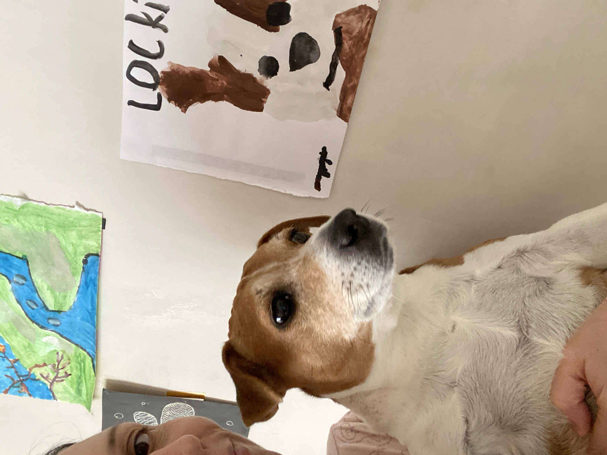 A low-angle shot features a brown and white dog, likely a Jack Russell Terrier mix, with its nose very close to the camera. The dog's head is tilted slightly. The bottom of a person's face is visible at the very bottom of the frame, implying that the person is holding the camera.
The background shows a cream-colored wall on which two drawings and a black drawing board are taped. One drawing appears to be a landscape with blue rivers and green terrain. Another drawing includes brown blobs and the word "LOCK" written in large letters.
The city of Chaikovsky, Russia is not discernible from the image.