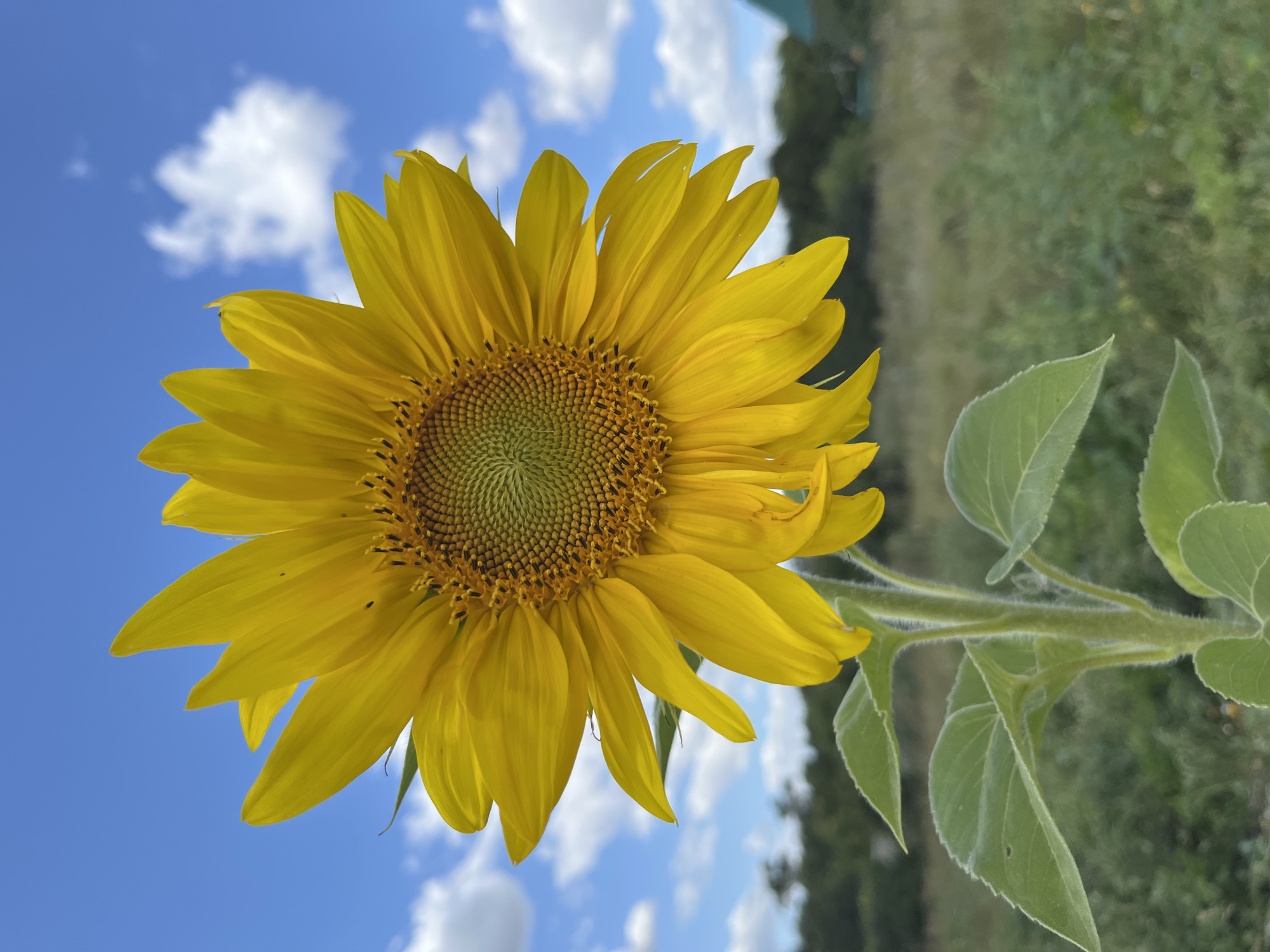 The image shows a close-up of a sunflower in a field under a blue sky with white clouds. The sunflower's vibrant yellow petals are in full bloom, and its dark center is visible. The stem and leaves of the sunflower are green and covered in fine hairs. In the background, there is a blurred field with some trees and a hint of a green roof. The location is identified as Fedorovka, Russia, though no specific urban features are discernible in the photograph itself. There are no people or animals visible in the image, and no actions or interactions are depicted. The overall impression is one of a peaceful, natural scene.