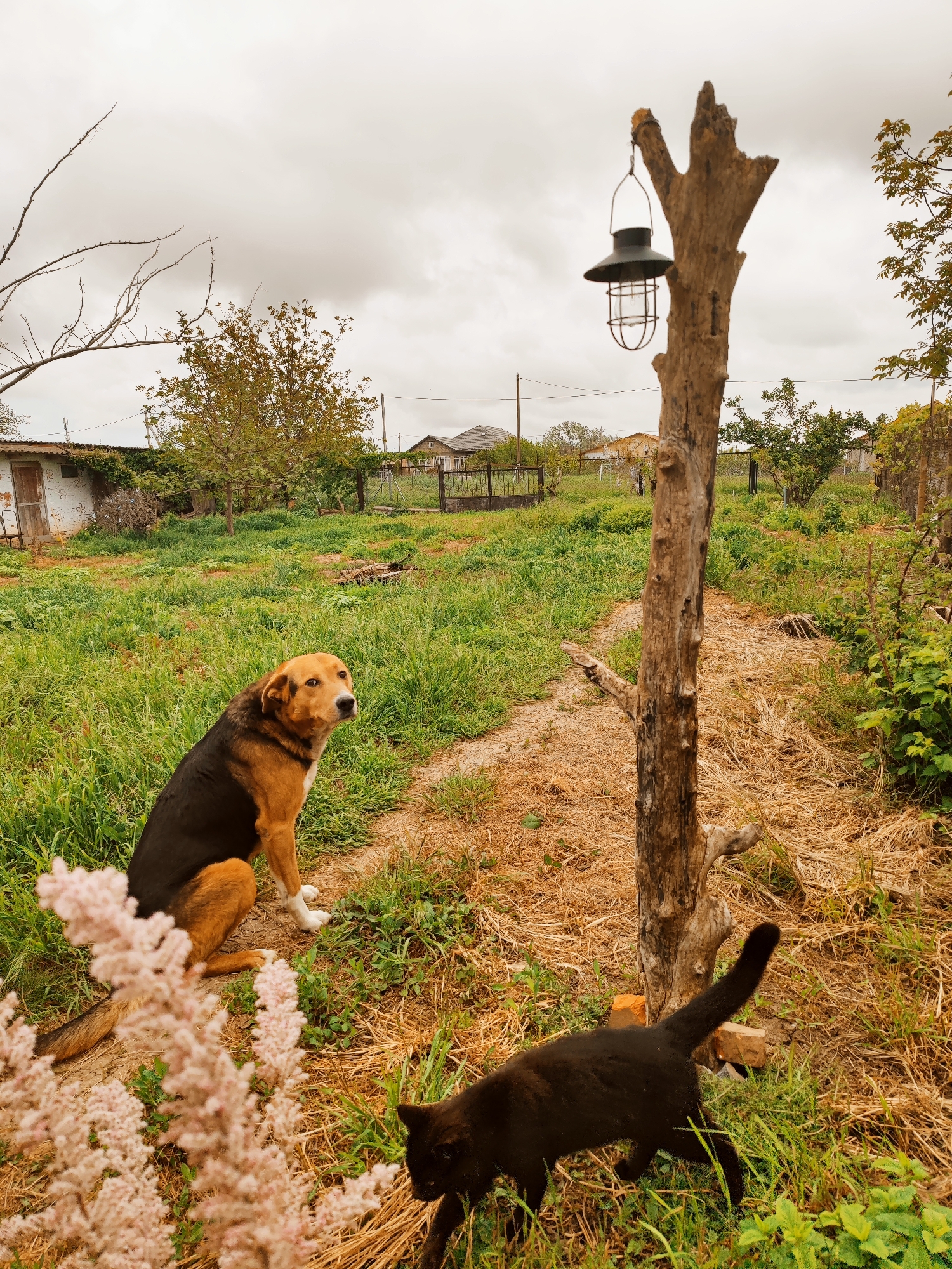 The image shows a rural scene in what may be Yubileyny, Russia. The location appears to be a backyard or garden, with unkempt grass and a narrow dirt path leading towards a fence and other houses in the distance. The sky is overcast.
A medium-sized dog with brown and black fur sits on the left side of the path, facing the camera. A black cat is seen near the center of the image, walking under a wooden structure with a lantern hanging from the top. There are blooming pink flowers in the lower left corner. In the background, there is a small outbuilding and other residential structures enclosed by fences.