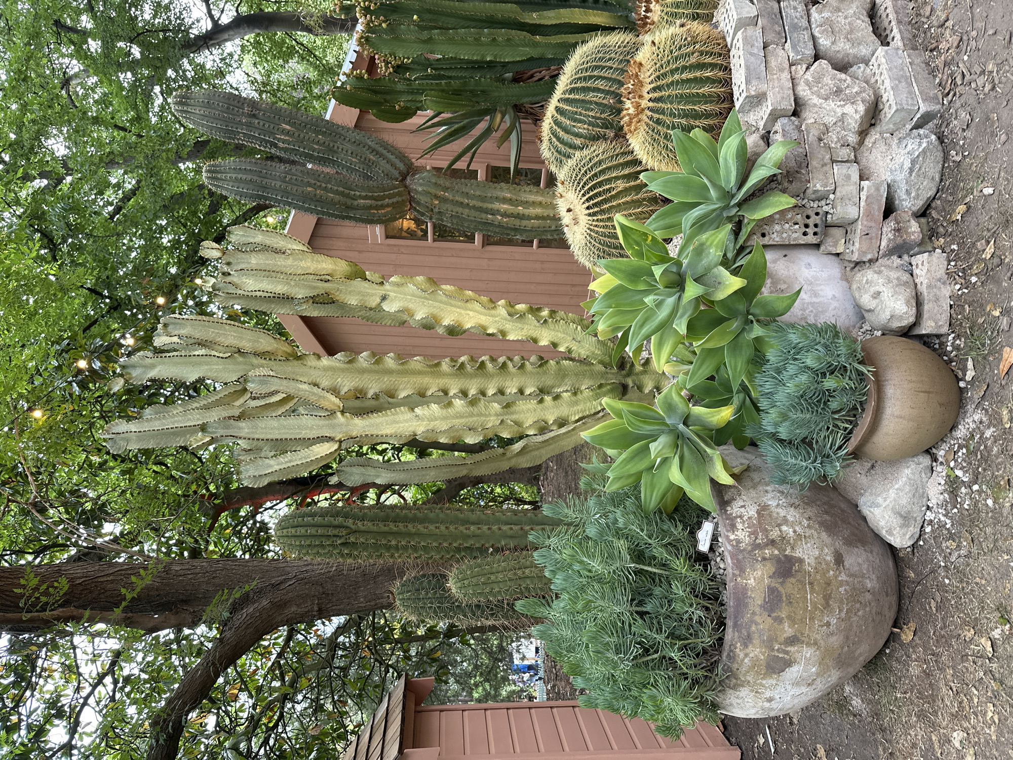 The image shows a succulent garden featuring various cacti, agave plants, and other succulents. The scene seems to be set outdoors with the plants grown next to a building. The image includes large barrel cacti, tall cereus-type cacti, and several agave plants. There are rocks and bricks scattered around the plants. It is not possible to determine if this is in London.