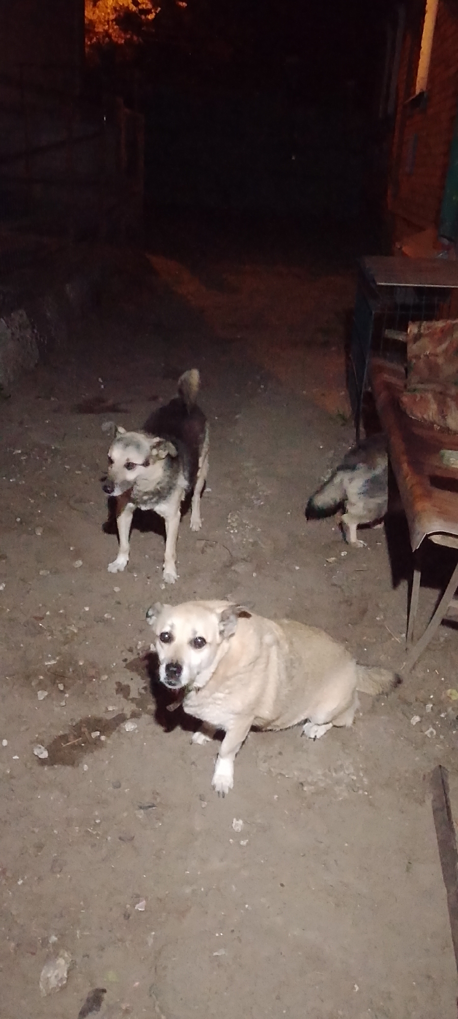 Three dogs are visible in an outdoor, unpaved area, likely a yard or alleyway, at night. The lighting appears to be artificial, possibly from a nearby building or streetlamp, casting long shadows. In the foreground, a light-colored, medium-sized dog with alert eyes is sitting and looking towards the camera. To the left and slightly behind this dog, a darker-colored dog with tan markings on its face and legs is standing and looking to the left. Further in the background and to the right, a third dog, appearing to be a mix of dark and light fur, is partially visible, facing away from the camera and towards a makeshift table or structure. The ground is covered in dirt and small pebbles, with some damp spots indicating recent moisture. Structures are visible in the background, including a dark, possibly brick building, and a metal cage-like structure with a patterned cover on a table. The overall scene suggests a domestic or semi-domestic outdoor setting at night.