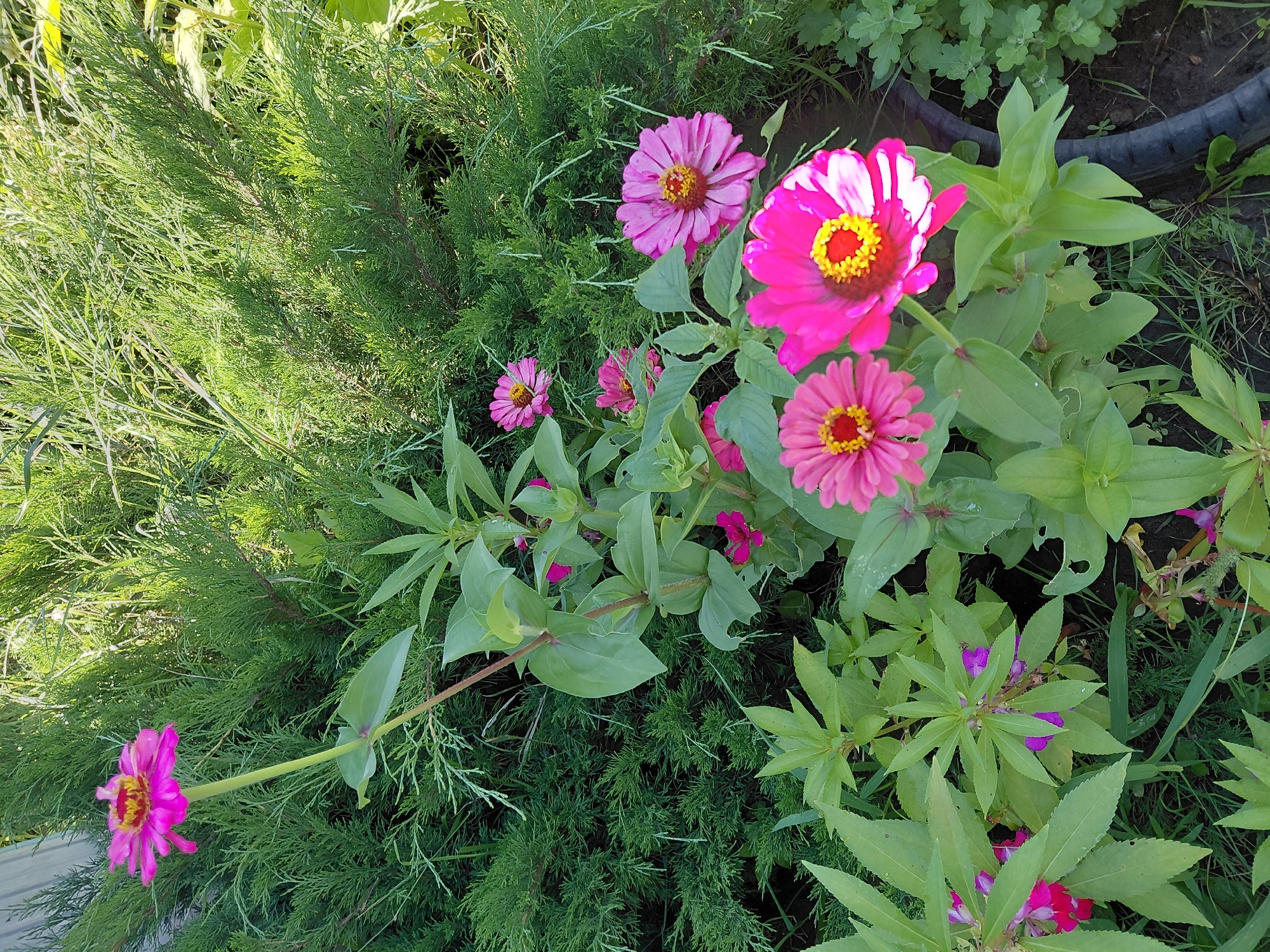In an outdoor garden setting, multiple bright pink zinnias are in full bloom, with their yellow centers clearly visible. One zinnia, positioned towards the top left of the frame, stands tall on a long, slender stem. Other zinnias are clustered closer to the ground. A dense, green evergreen bush forms a lush backdrop, with its feathery branches creating a textured wall of foliage. The garden floor is a mix of dark soil, scattered green grass, and the leafy stems of other plants. The scene is illuminated by natural sunlight, casting subtle shadows and highlighting the vibrant colors of the flowers. The overall impression is one of a flourishing and well-maintained garden, likely in a residential area or park.