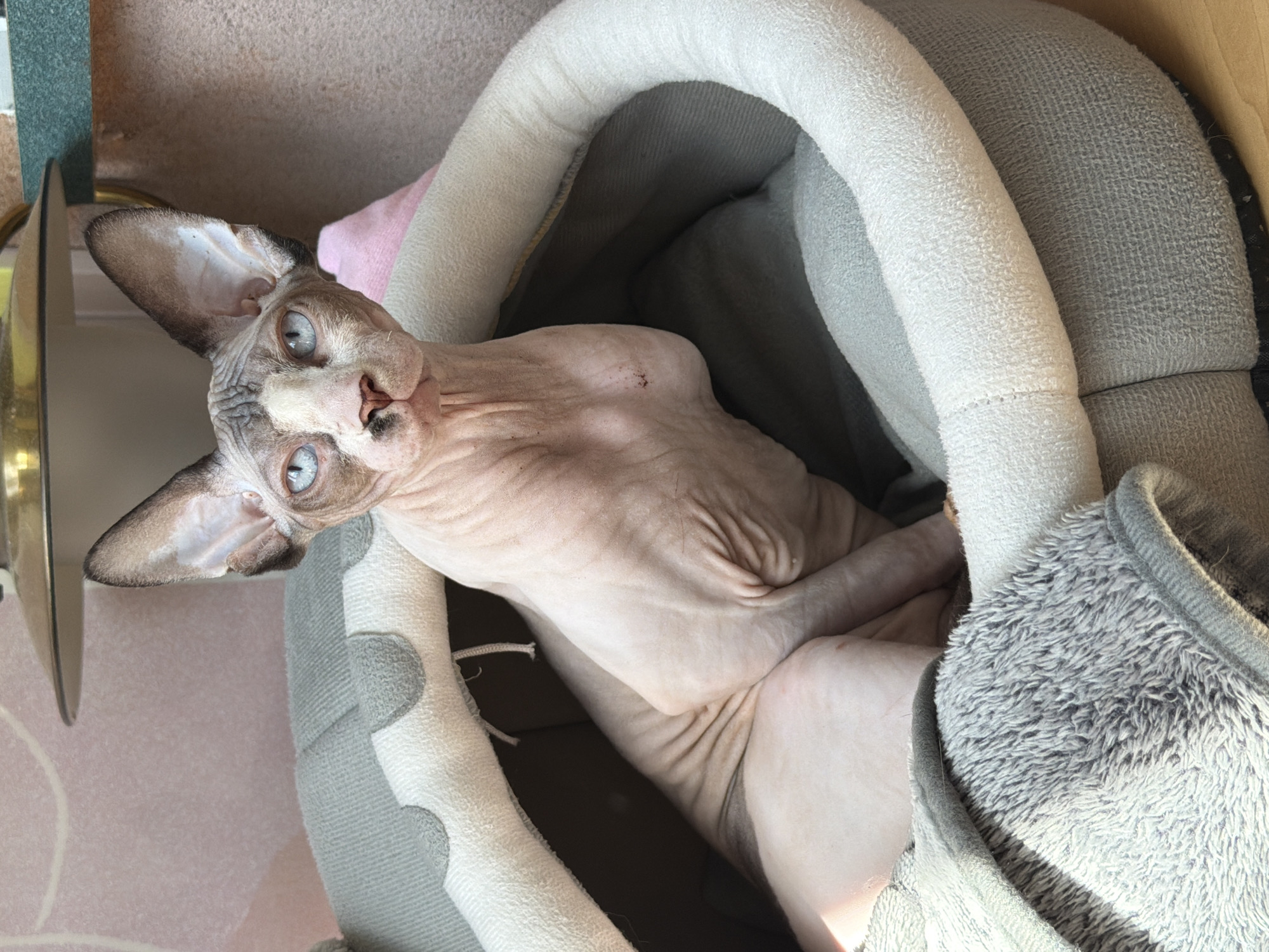 A hairless cat with blue eyes and grey markings on its head sits in a plush, grey cat bed. The cat is looking directly at the camera with a slightly wrinkled face. The cat bed is round with a soft, white lining around the rim. Sunlight is streaming in from the left, illuminating the cat's skin and casting a shadow. The background is out of focus but appears to be a wall with a pinkish hue and a table lamp. The overall scene suggests a domestic indoor environment.