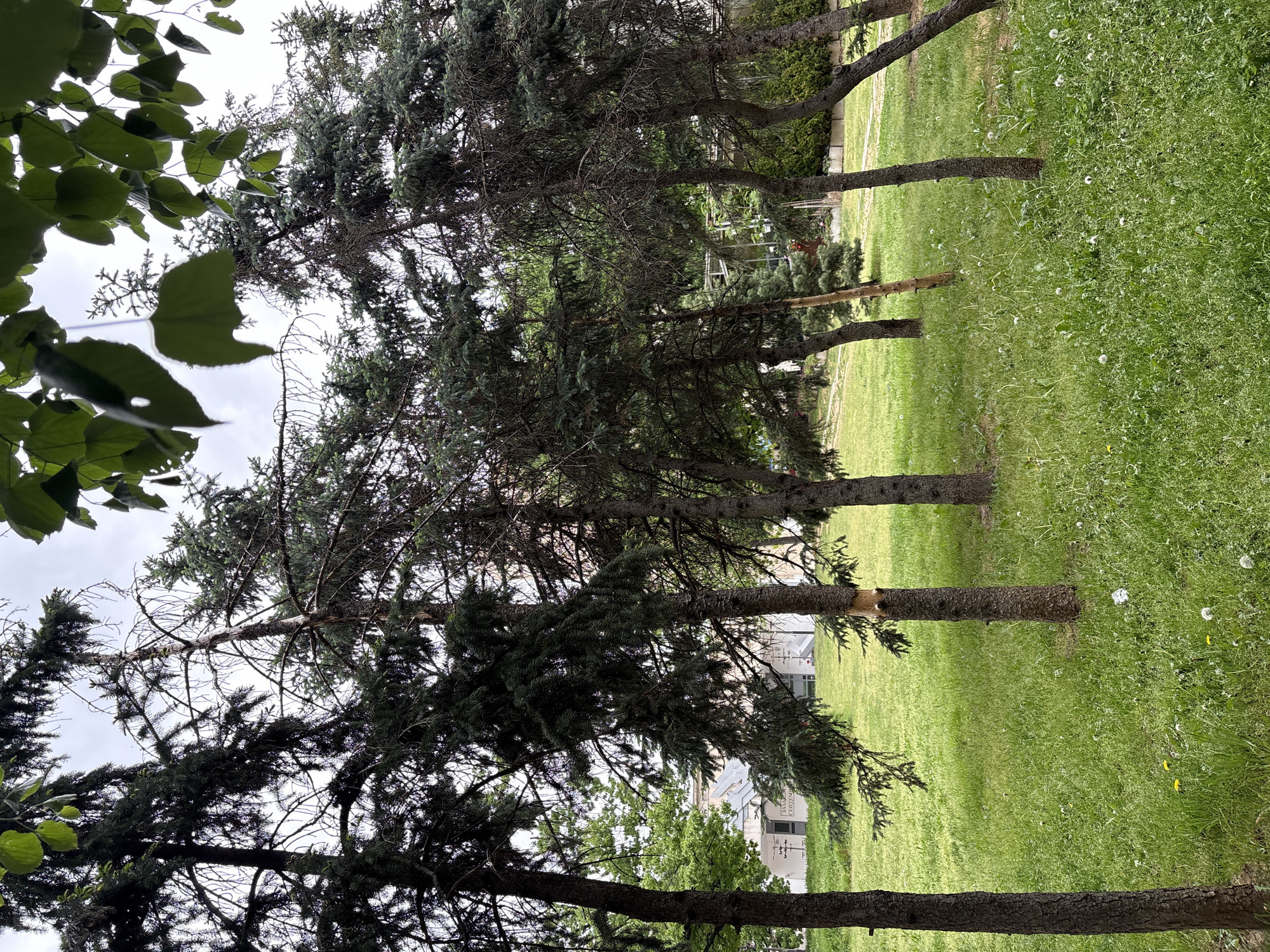 The image shows a grassy area with several trees, some of which appear to be pine or spruce. The trunks are visible and the lower branches are bare. In the background, a building or structure with a light-colored facade can be seen. The sky is overcast. The location is not identifiable as Blagoevgrad, Bulgaria from the content of the image.