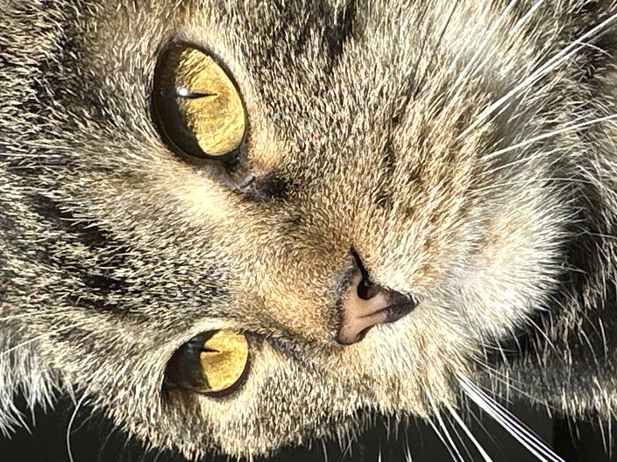 This close-up, rotated image captures the face of a tabby cat, likely in Stavropol, Russia. The cat's striking golden-amber eyes dominate the frame, featuring vertical slit pupils characteristic of felines in bright light. Strong white reflections in both pupils indicate a direct and intense light source, likely sunlight. The fur displays a distinct tabby pattern with a mix of brown, grey, and black stripes, appearing soft and textured under the illumination. A small, pinkish-brown nose is visible towards the center-right of the image. Numerous long, white whiskers extend outwards from the muzzle area, particularly noticeable on the right side. The bright, directional lighting creates strong highlights and shadows, emphasizing the texture of the fur. The cat's expression is calm and watchful, suggesting a moment of rest or observation. The image implies a clear, sunny daytime setting. There is no visible text.