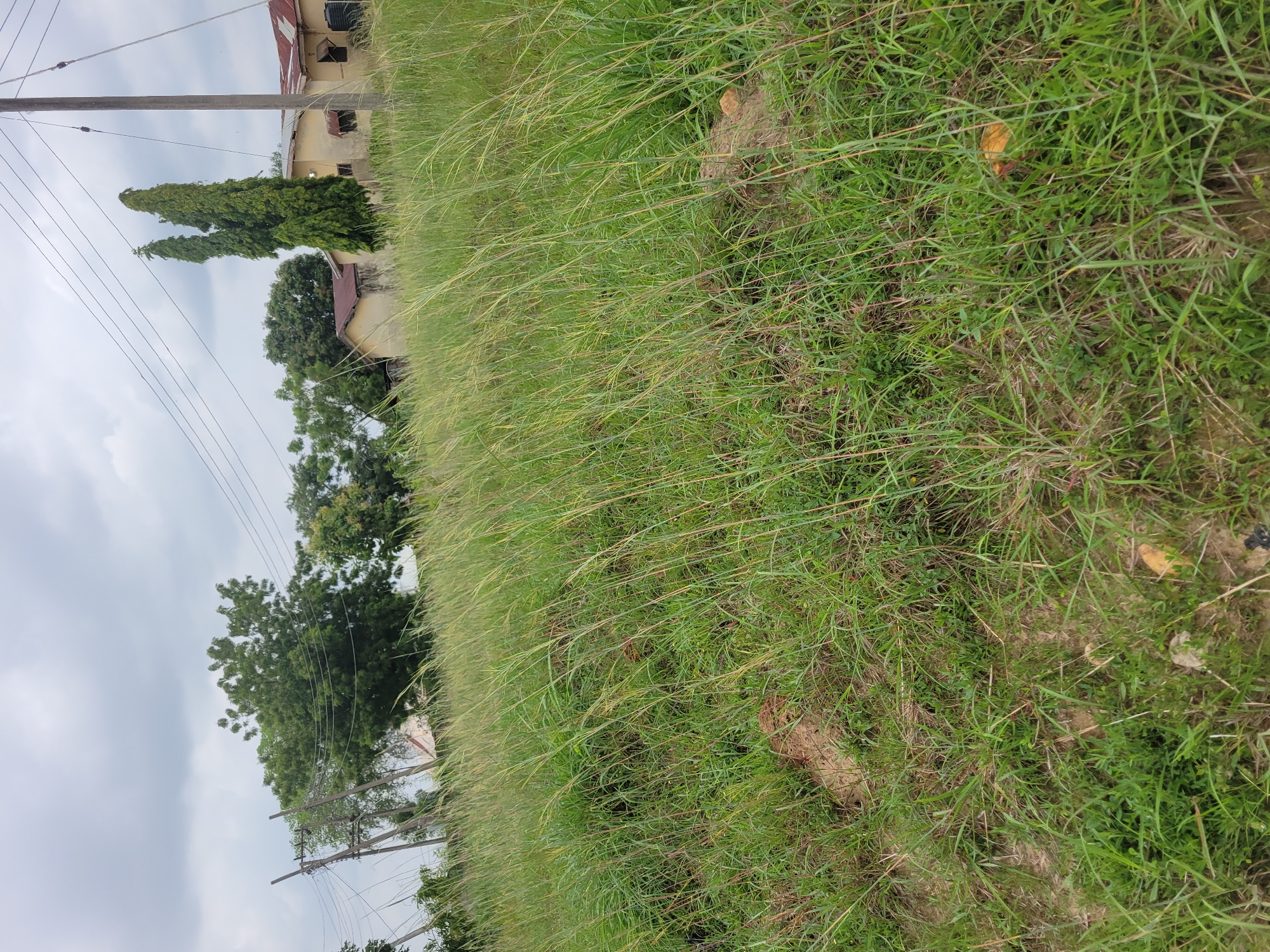 The image captures a slightly elevated view of a rural landscape, likely in Keffi, Nigeria, characterized by a wide expanse of tall, green grass and a few scattered structures. In the background, a light-colored building with a red corrugated metal roof is visible, along with a utility pole and overhead wires, suggesting the presence of infrastructure. Two tall, slender, dark green trees stand prominently near the building, contrasting with the more rounded green trees further to the left. The foreground is dominated by the dense, wild grass, with some patches of exposed soil and a few small, yellowish objects partially obscured by the vegetation. The sky above is overcast with a pale, diffused light.