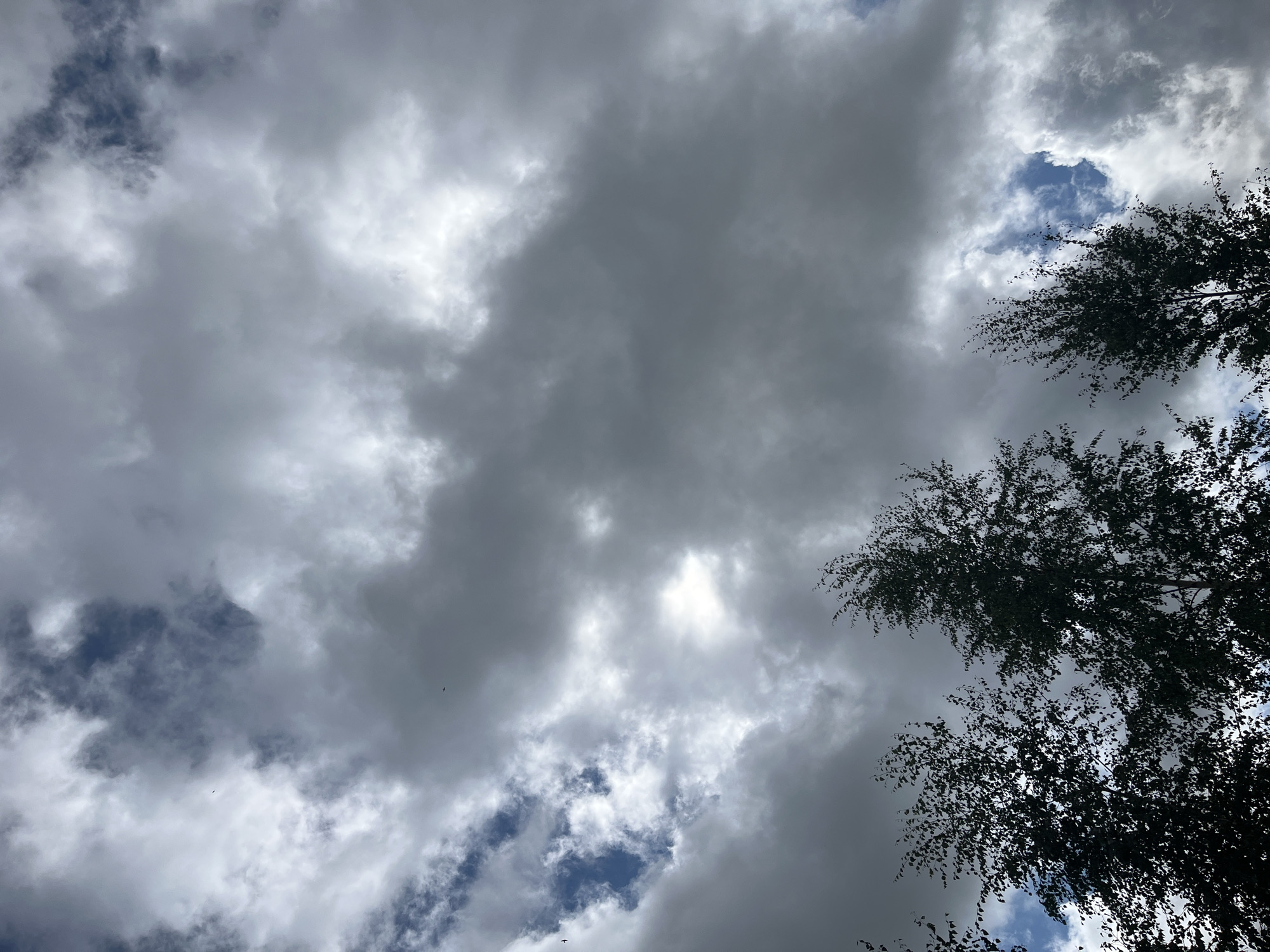 The image depicts a view of the sky from ground level, looking upwards. Silhouetted tree branches are visible in the foreground, obscuring the bottom portion of the frame. The sky is filled with a dramatic interplay of dark, heavy clouds and patches of bright blue sky. Some of the clouds appear dense and gray, suggesting an overcast or approaching storm, while others are lighter and more wispy, allowing sunlight to break through in certain areas, creating illuminated sections within the cloud cover. The overall impression is one of a dynamic and somewhat turbulent sky, possibly indicative of changing weather conditions. The location is specified as Il'ino, Russia, but no other contextual elements of the city are visible within the frame. There are no people, specific objects, or actions depicted, apart from the natural elements of the sky and trees.