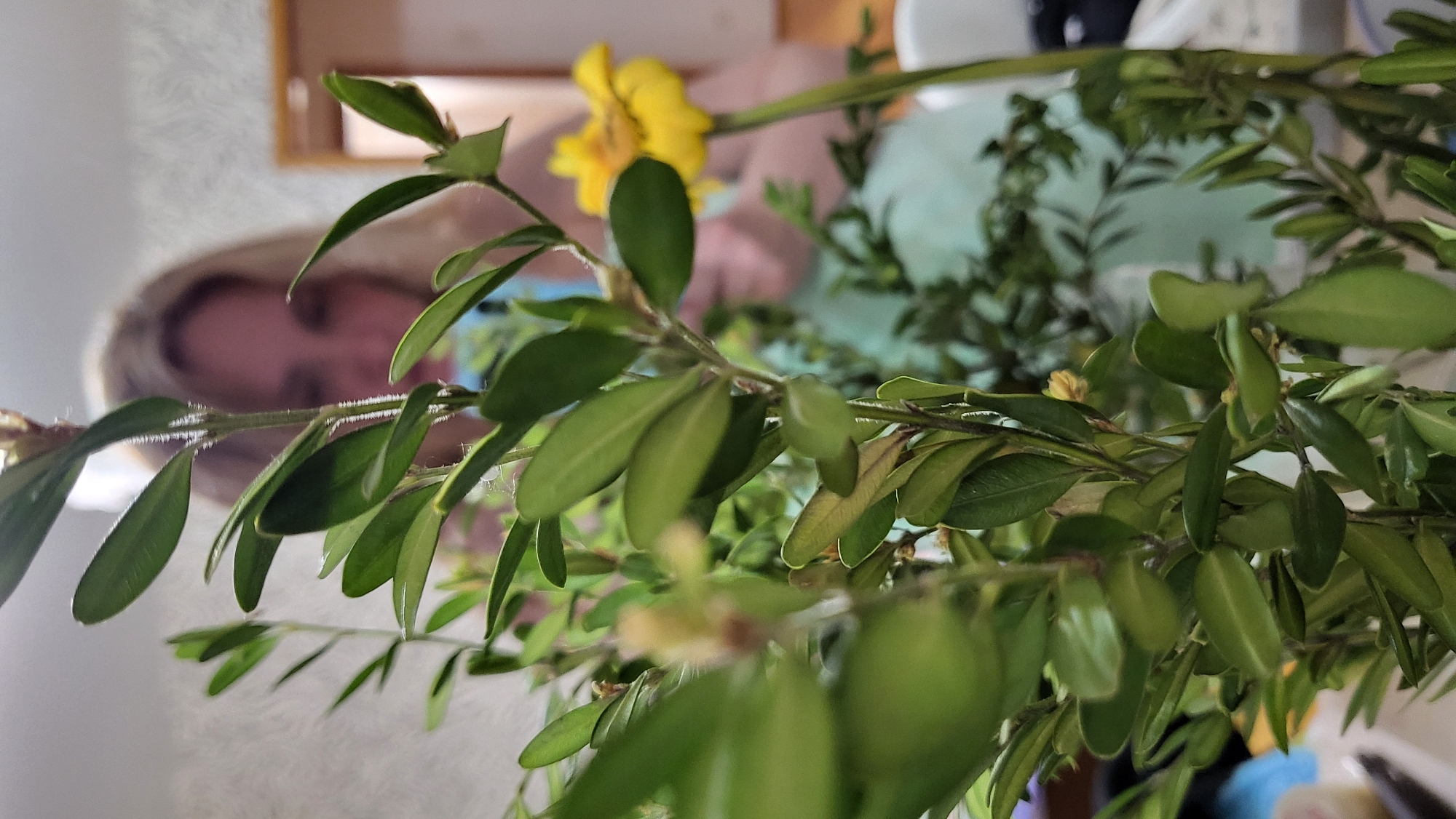 In a shallow depth of field, a close-up of a green leafy plant is in the foreground, with the blurred background suggesting an indoor domestic setting. A person with blonde hair and fair skin is partially visible in the background, looking downwards, suggesting they are engaged in an activity related to the plant. The person is wearing a light blue garment. A bright yellow flower is positioned to the right of the person, also out of focus. The overall ambiance is soft and somewhat warm due to the lighting. The image does not provide information about the location in the city of Марковский, Russia, beyond it being an interior space.