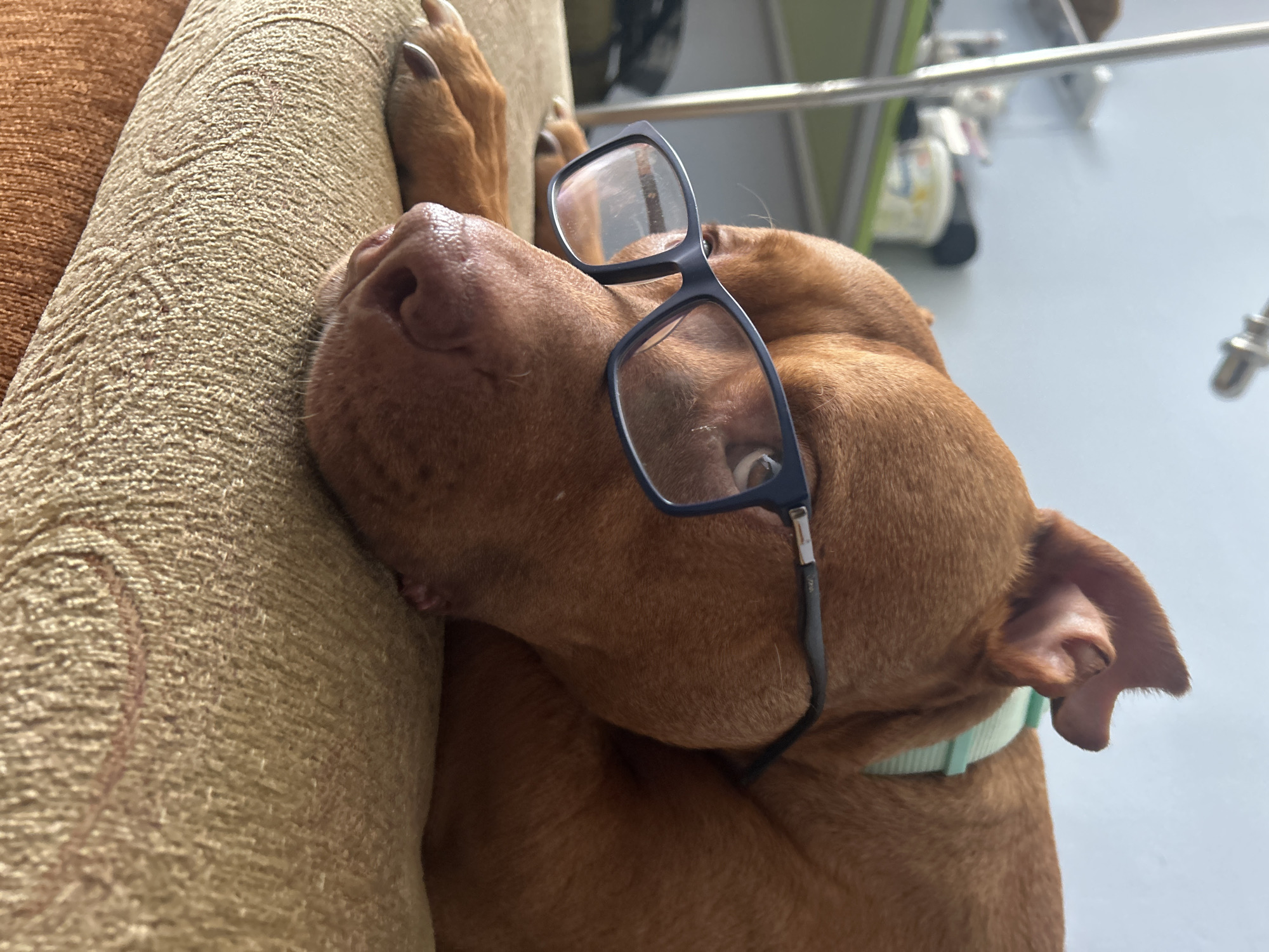 A reddish-brown dog rests its head on a tan-colored couch. The dog is wearing black-framed glasses perched on its nose. A light blue collar is visible around its neck. The background is blurred, showing a light gray floor and assorted items on a shelf. The location is Unknown, Unknown.