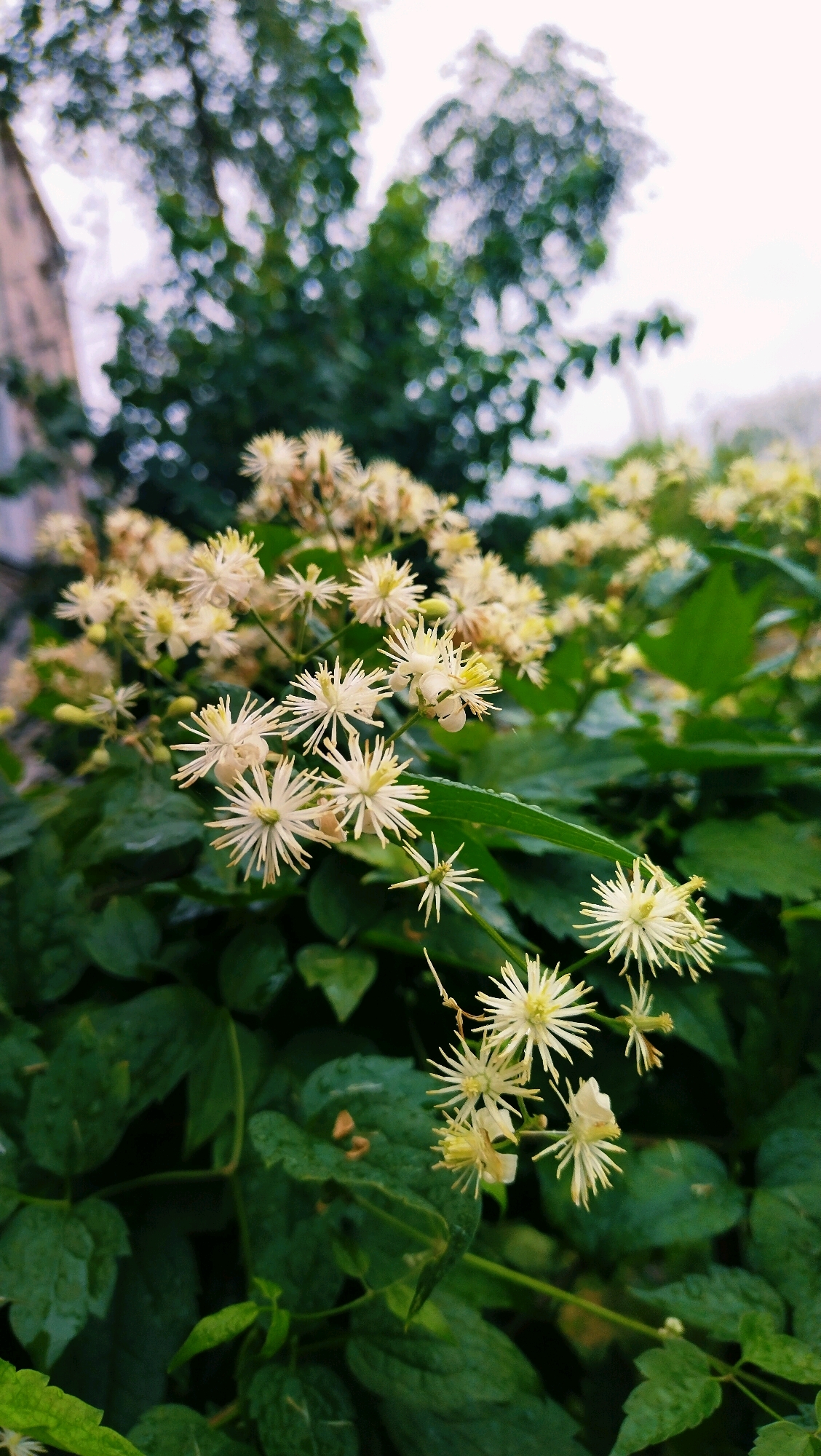 In Horishni Plavni, Ukraine, an outdoor, eye-level shot focuses on a cluster of small, star-shaped, pale yellow flowers with visible stamens, interspersed with dark green, wet leaves. The flowers are densely packed on thin stems, with some showing delicate, elongated petals or sepals. In the background, a blurred, out-of-focus tree with green foliage and a building facade are visible under an overcast sky. The scene suggests a damp environment, possibly after rain, given the sheen on the leaves. There are no people or animals present, and no actions or interactions are depicted. The image captures a naturalistic detail within an urban setting.