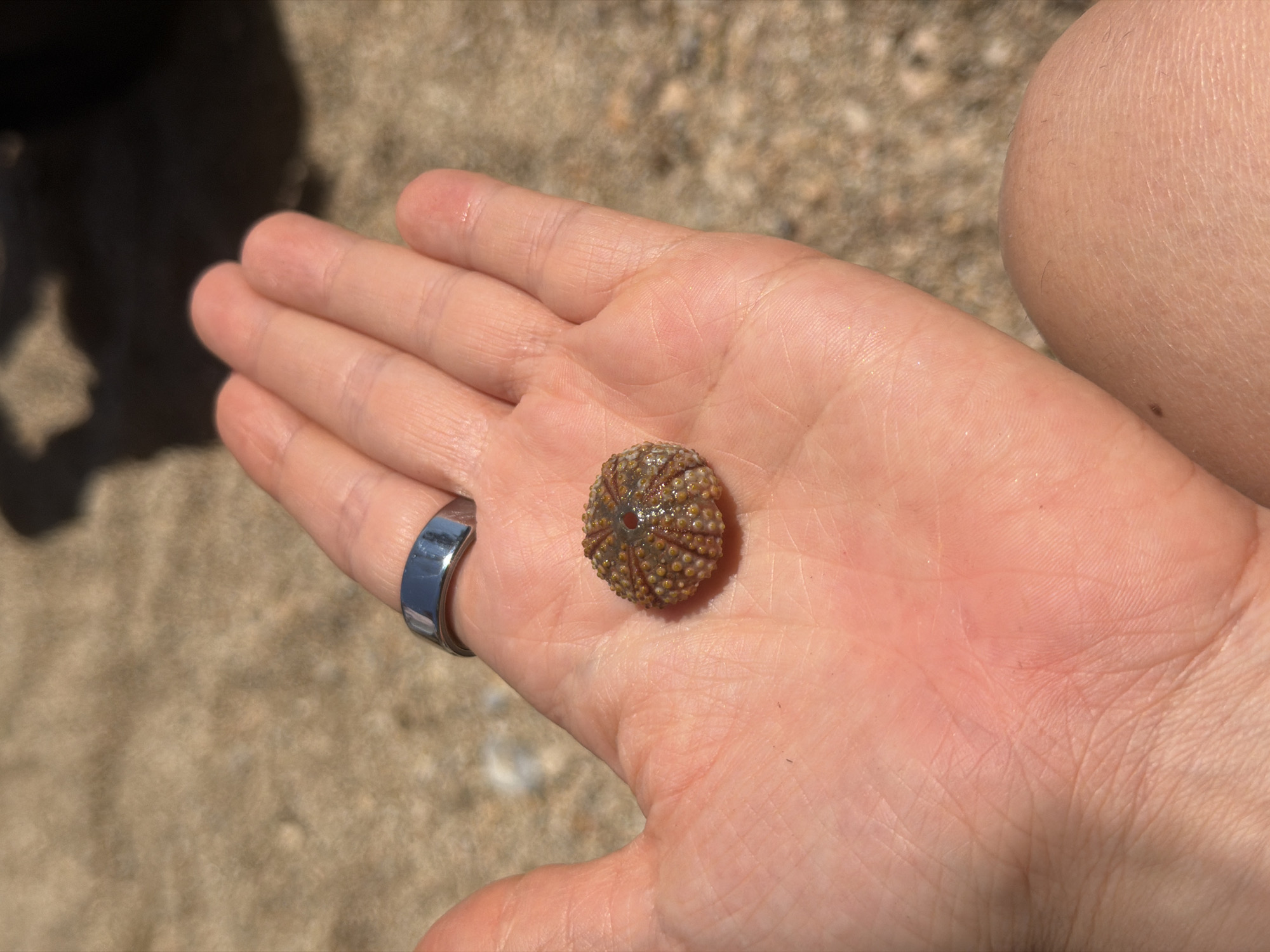 A person's left hand, palm open, is centered in the frame, holding a small, dried sea urchin shell (test). The sea urchin is circular, approximately 3-4 centimeters in diameter, and features a light brown and yellowish-orange patterned surface with tiny bumps and a distinct central hole. A shiny, broad silver-toned ring is worn on the ring finger of the hand. The skin on the palm and fingers shows natural lines and textures.
The background is out of focus, revealing a light brown, sandy or pebbly ground, consistent with a beach or coastal environment in Budva, Montenegro. Bright sunlight illuminates the scene, indicating a clear, sunny day, likely mid-day or afternoon, as evidenced by the shadow of a person (presumably the photographer) cast on the ground to the left. A small portion of another person's arm or leg is visible on the far right edge of the image. There is no visible text.