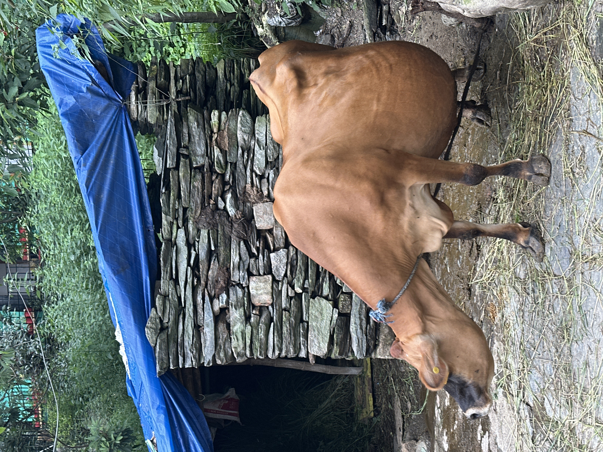 In an outdoor, possibly rural setting, a brown cow stands in front of a small, stone structure. The structure has a roof made of a large, blue tarp that is pulled taut. The stone walls are built from flat, irregularly shaped stones. To the left of the stone structure, an opening reveals a dark interior with hay. The ground around the cow is a mix of dirt, mud, and scattered dry grass. The cow's head is lowered, and it appears to be eating or sniffing the ground. A rope halter is around its neck. The environment is lush with green vegetation in the background.