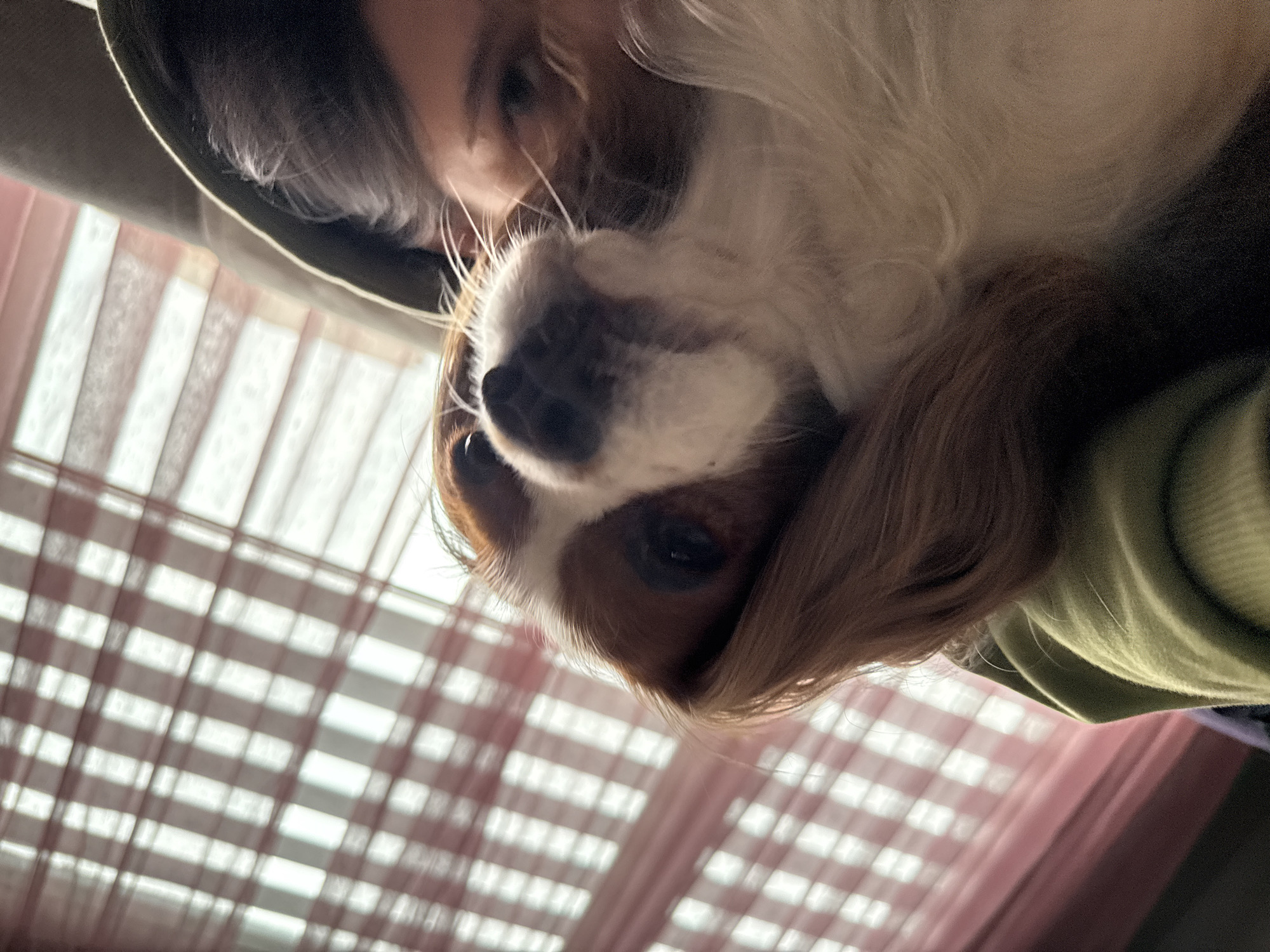 The image depicts a close-up selfie of a person holding a Cavalier King Charles Spaniel dog. The person is wearing a green hooded sweatshirt, and parts of their face are visible. The dog's face is prominently featured, displaying its distinctive markings. Behind the person and the dog are window blinds, possibly indoors. It is not possible to confirm a specific location in Sofia, Bulgaria from the provided image.