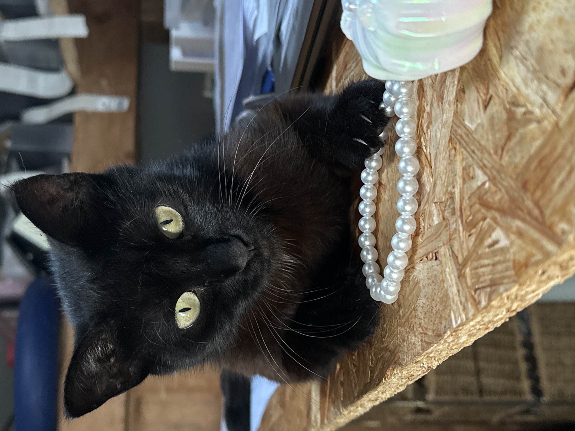 A close-up, eye-level shot features a black cat looking directly at the camera. The image's orientation places the cat's head on the left, with its body extending to the right, implying the cat is on a surface looking upwards, or the image has been rotated. The cat possesses sleek, short black fur and piercing bright green-yellow eyes with narrow, vertical pupils. Prominent white whiskers fan out from its muzzle.
One of the cat's front paws, with several sharp claws visibly extended, is firmly gripping a long string of white, iridescent faux pearls. The pearls cascade downwards from the cat's grasp. The cat and the pearls are positioned on a surface composed of light-colored oriented strand board (OSB), identifiable by its distinct, textured pattern of pressed wood flakes. In the upper right of the frame, above the pearls, rests a soft, white object with an iridescent sheen, possibly made of fabric or plastic, which appears to be the anchor or origin point for the string of pearls.
The background is softly blurred, revealing indistinct shapes and structures typical of an indoor environment, such as shelves or household furniture. The lighting is soft and even, suggesting daytime conditions. The cat's direct gaze and interaction with the pearls convey a sense of curiosity and playfulness. There is no visible text in the image.