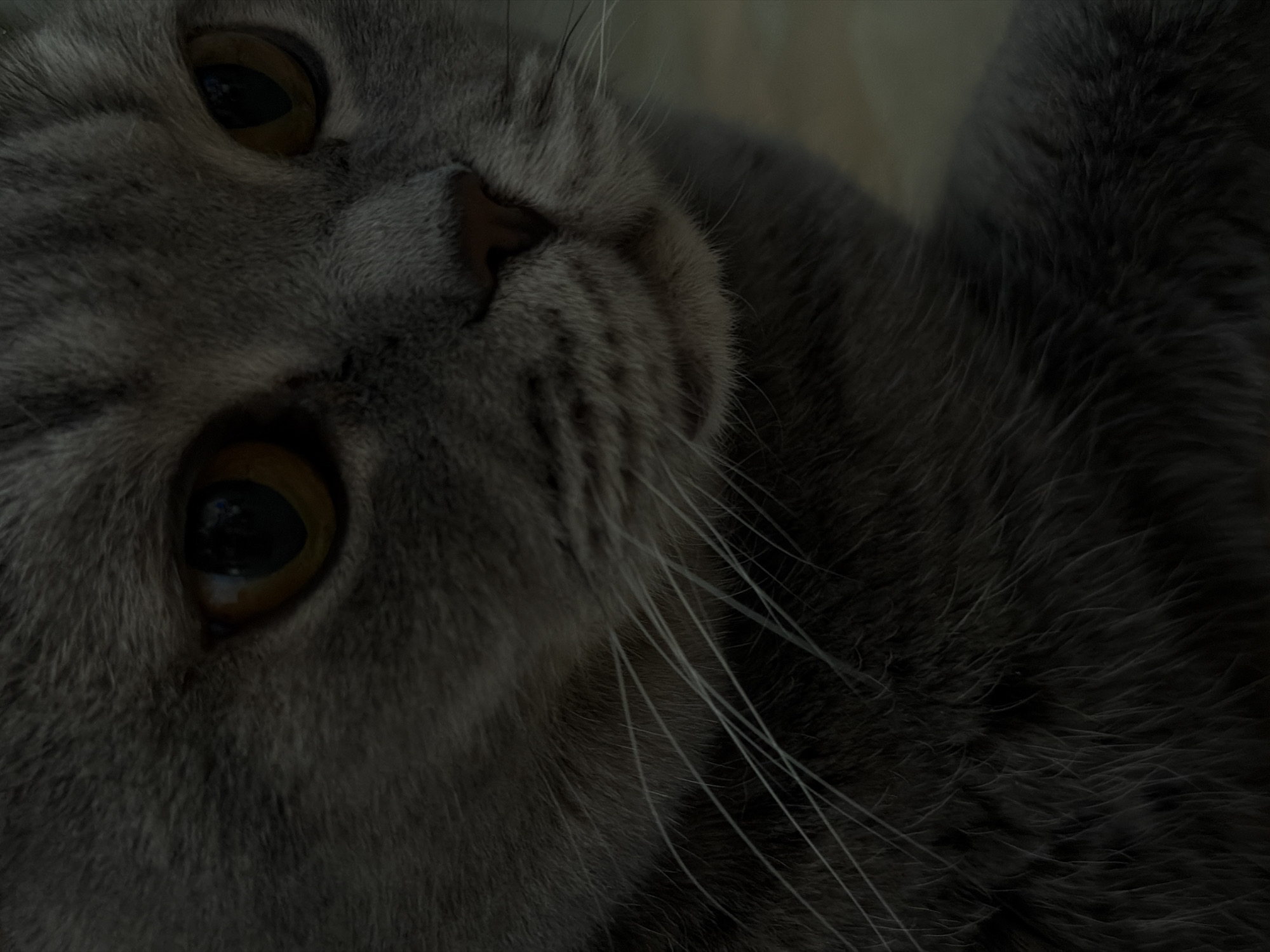Close-up of a gray cat's face with amber eyes and white whiskers. The cat is lying down. There is no indication of the location being Perm, Russia in the image.