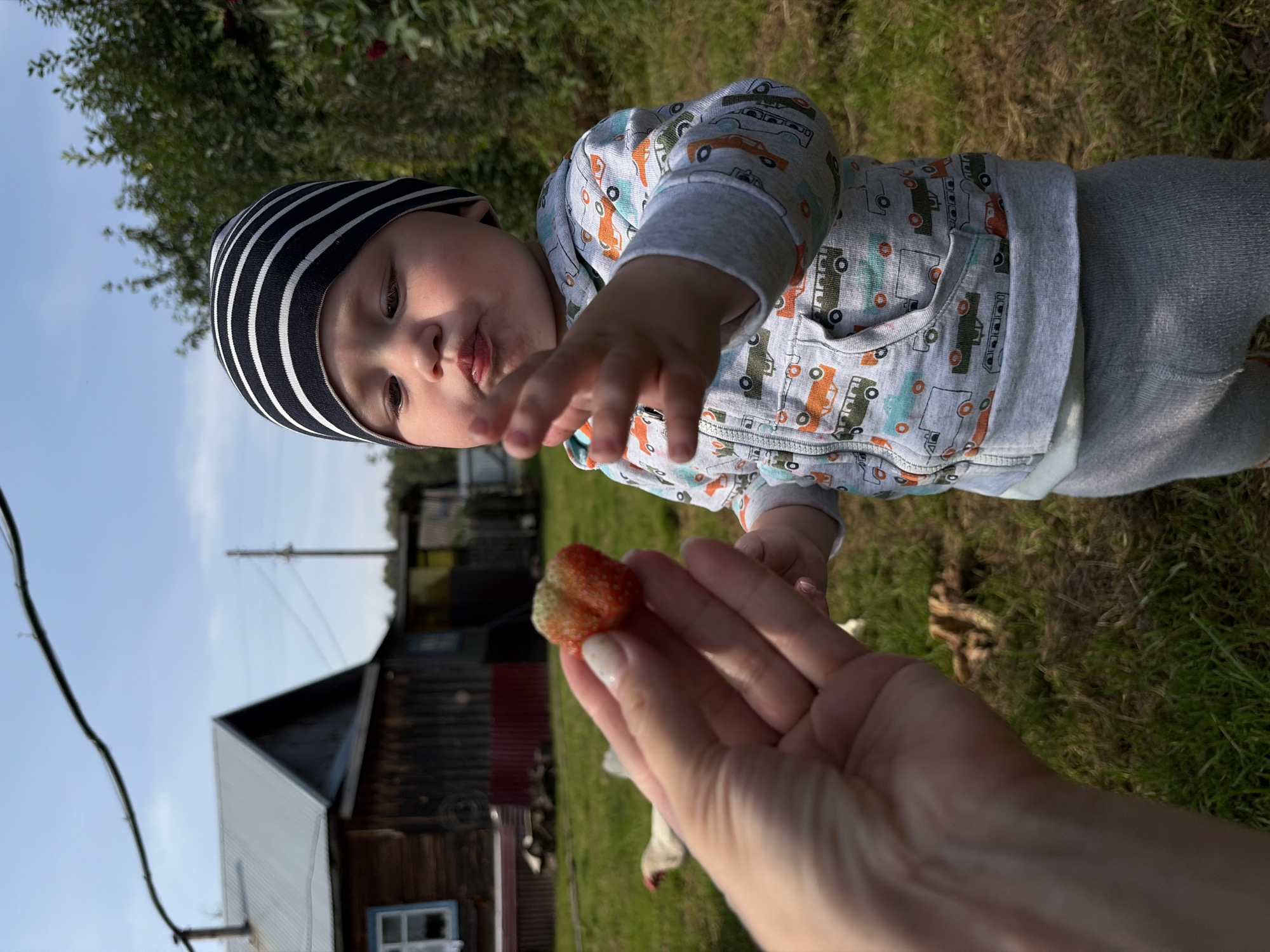 In this close-up, outdoors shot, a baby wearing a black and white striped hat and a grey hooded jacket with a car print is reaching for a strawberry held in an adult's hand. The baby's face is tilted upwards, with pursed lips and eyes looking towards the strawberry. The background shows a slightly out-of-focus scene of a rural environment with a wooden house, a grassy area, and trees. The image is oriented vertically, with the sky visible at the top. The time of day appears to be daytime, with clear skies and bright sunlight casting shadows on the grass. The overall mood is one of gentle interaction and a shared moment between the baby and the adult. The context suggests a domestic setting in Uzyar, Russia.