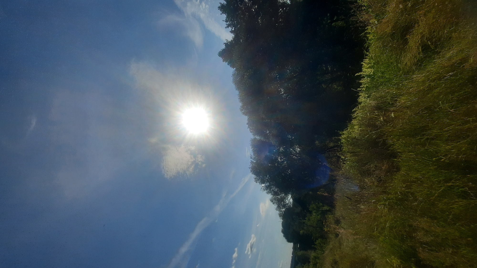The image depicts a natural landscape under a bright, sunny sky. The sun is prominently featured in the upper center of the frame, with rays radiating outwards, indicating it is likely midday. Wispy clouds are scattered across the blue sky. In the foreground, tall, dry grass and green vegetation cover the ground. A dense line of dark green trees forms a natural barrier or backdrop across the middle of the image, partially obscuring the horizon. The overall impression is one of a rural or undeveloped area. The location is identified as Shklov, Belarus. There are no people or specific objects of interest visible in the scene. The environment is characterized by open sky, vegetation, and trees.