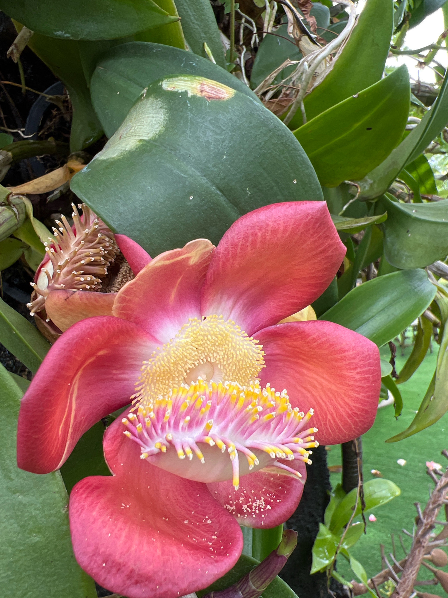 A close-up, eye-level, outdoor shot focuses on a large, pink flower with a yellow and pink stamen. The flower is in bloom, with its petals unfurled. Surrounding the flower are several large, dark green leaves. The background is blurred, but appears to be a natural setting with other plants and foliage. The image is well-lit, with natural light illuminating the subject. The scene is set in Samrong Nuea Subdistrict Municipality, Thailand.