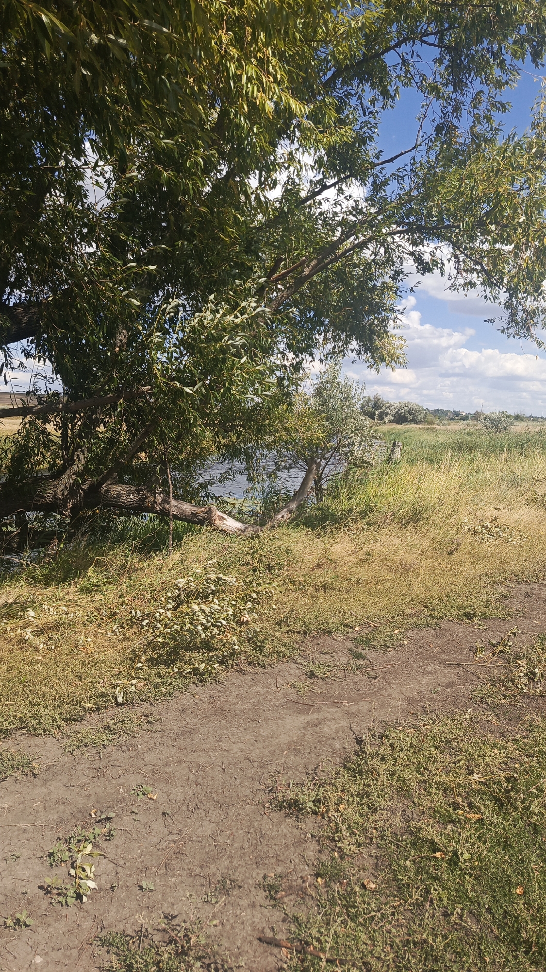 A dirt path curves through sparse green and dry grass on the right side of the image. A large tree with lush green leaves dominates the left side, its branches extending over a body of dark water. A fallen tree trunk lies partially submerged in the water, near the bank. Beyond the water, a field of tall, dry grass stretches towards a distant line of trees and a few buildings under a blue sky with white clouds. The scene appears to be a natural landscape, possibly a park or a rural area, in Oktyabr'skii Gorodok, Russia. There are no people visible in the image.
