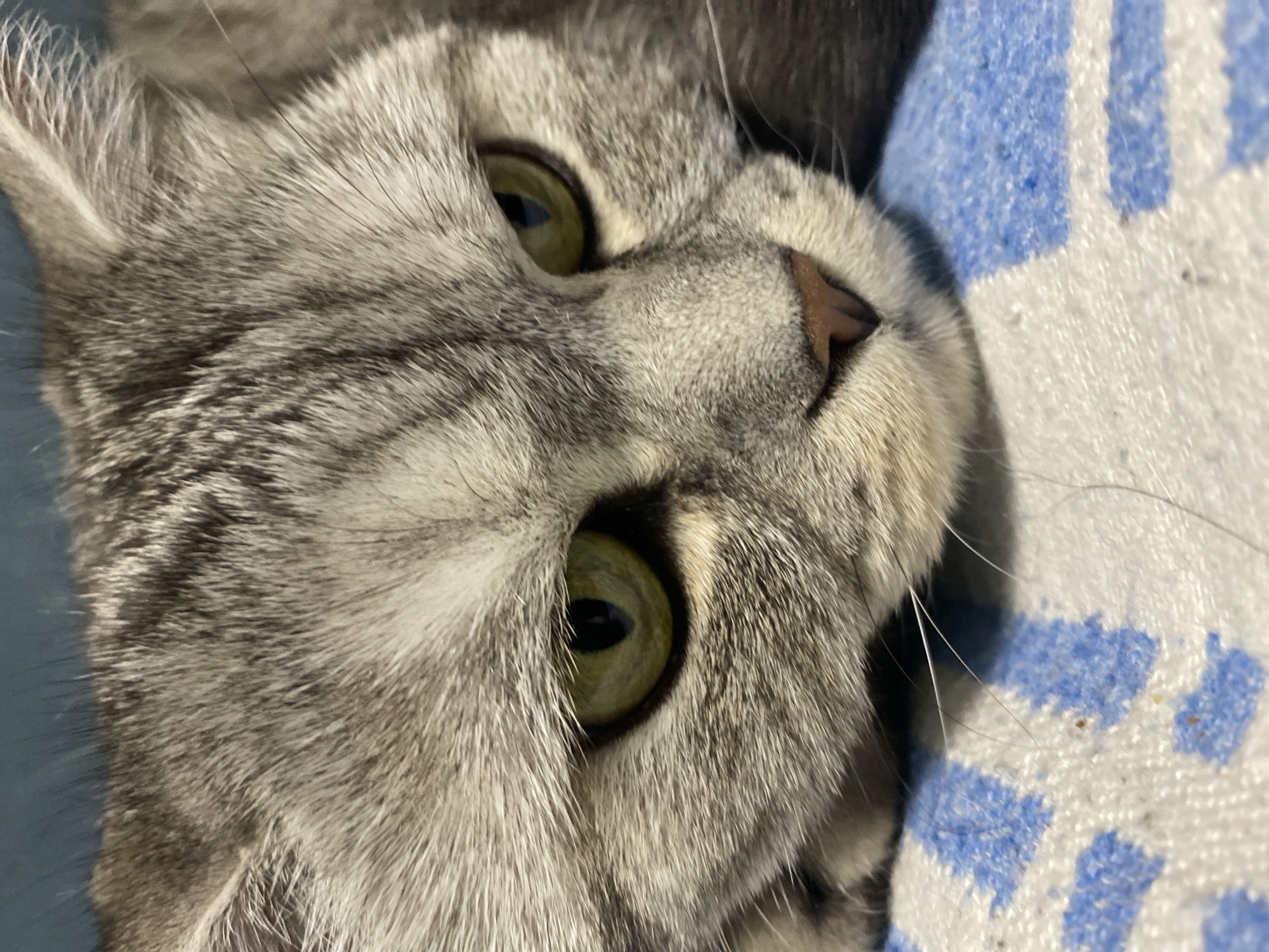 A close-up, slightly angled portrait of a gray tabby cat with green eyes. The cat's face is the primary focus, with its nose pointed upwards and its whiskers visible. The cat is lying on a white blanket with blue squares. The background shows a blue surface out of focus. There is no indication of the location being Chaikovsky, Russia.