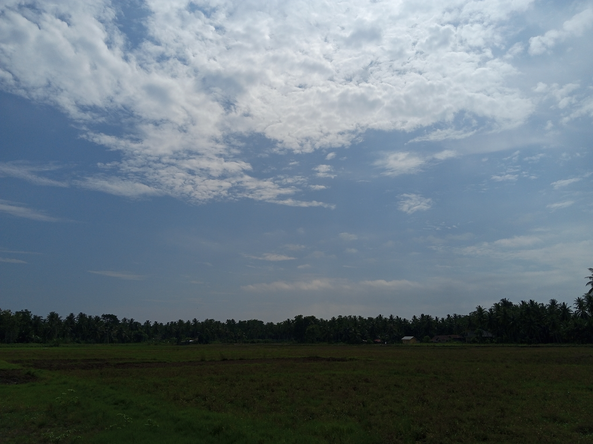 This is a wide-angle, eye-level photograph of a rural landscape under a partly cloudy sky. The foreground consists of a dark, damp field, possibly recently plowed or planted, with patches of greener grass. Beyond this field, a middle ground features a dense line of palm trees, indicating a tropical or subtropical environment. Scattered among the trees, several small, light-colored buildings with dark roofs are visible, suggesting a small village or scattered dwellings. The background is dominated by a blue sky with a significant amount of white, fluffy clouds, some of which are wispy and others are more substantial. The overall impression is one of a peaceful, possibly agricultural, setting. The image does not contain any people or discernible actions. The location is identified as Cotjrat, Indonesia.