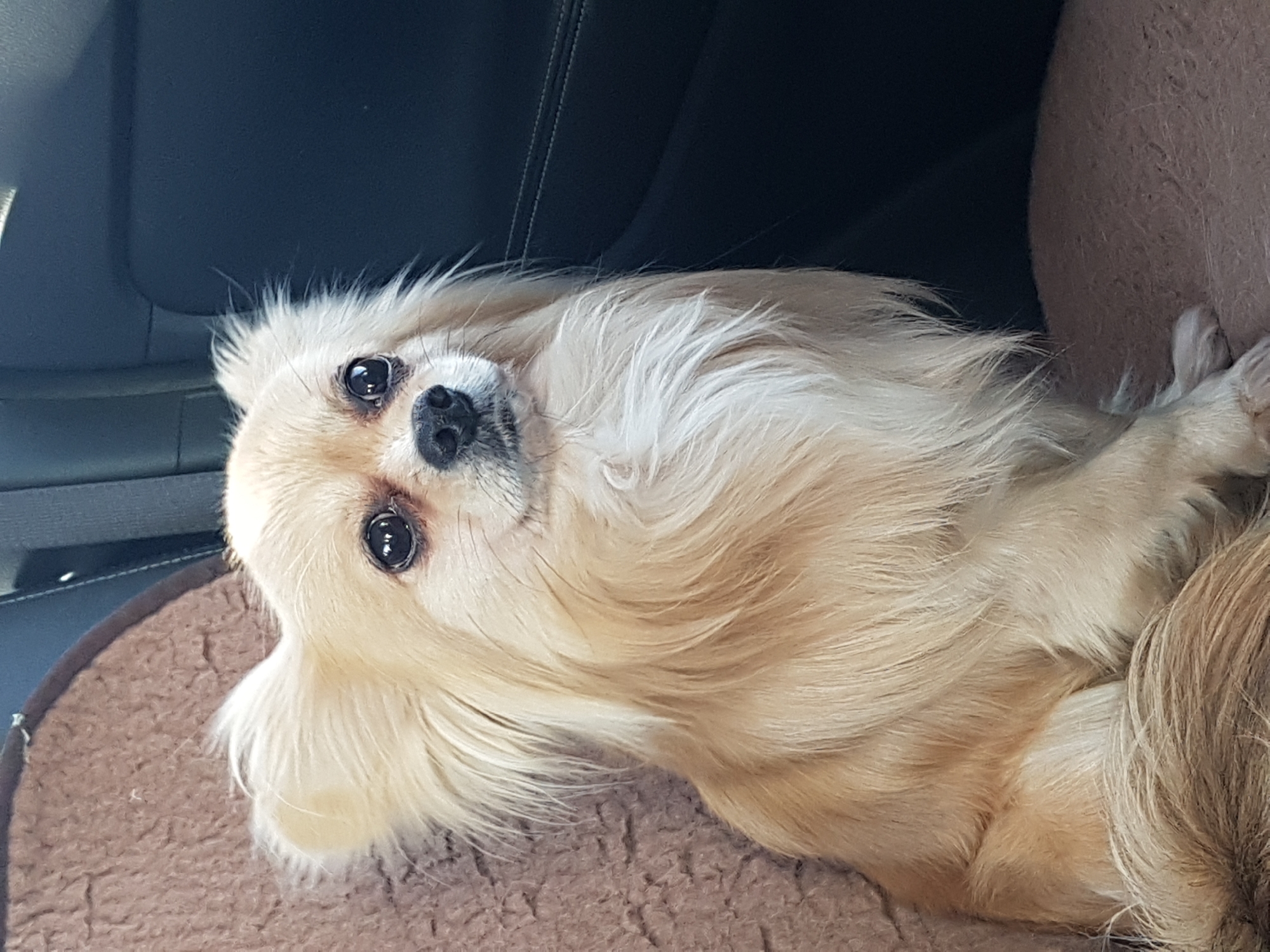 A tan, long-haired chihuahua-mix dog lies on a brown, fluffy pet bed. The bed is positioned within a car; the top left of the image shows the top of a dark-colored car seat. The dog is looking at the camera with large, dark eyes. Location: Unknown, Unknown.