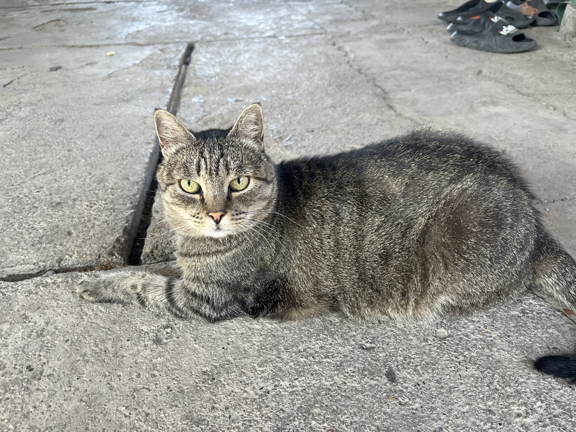 A tabby cat is lying on a concrete surface. The cat is facing the camera with its body extended to the right. Its fur is a mix of gray, black, and brown stripes. The cat's eyes are open and a bright green color. The concrete surface appears worn and cracked in places. In the background, a pair of black sandals can be seen. The scene is outdoors, and the lighting suggests it is daytime. The location is the city of Taraz, Kazakhstan.