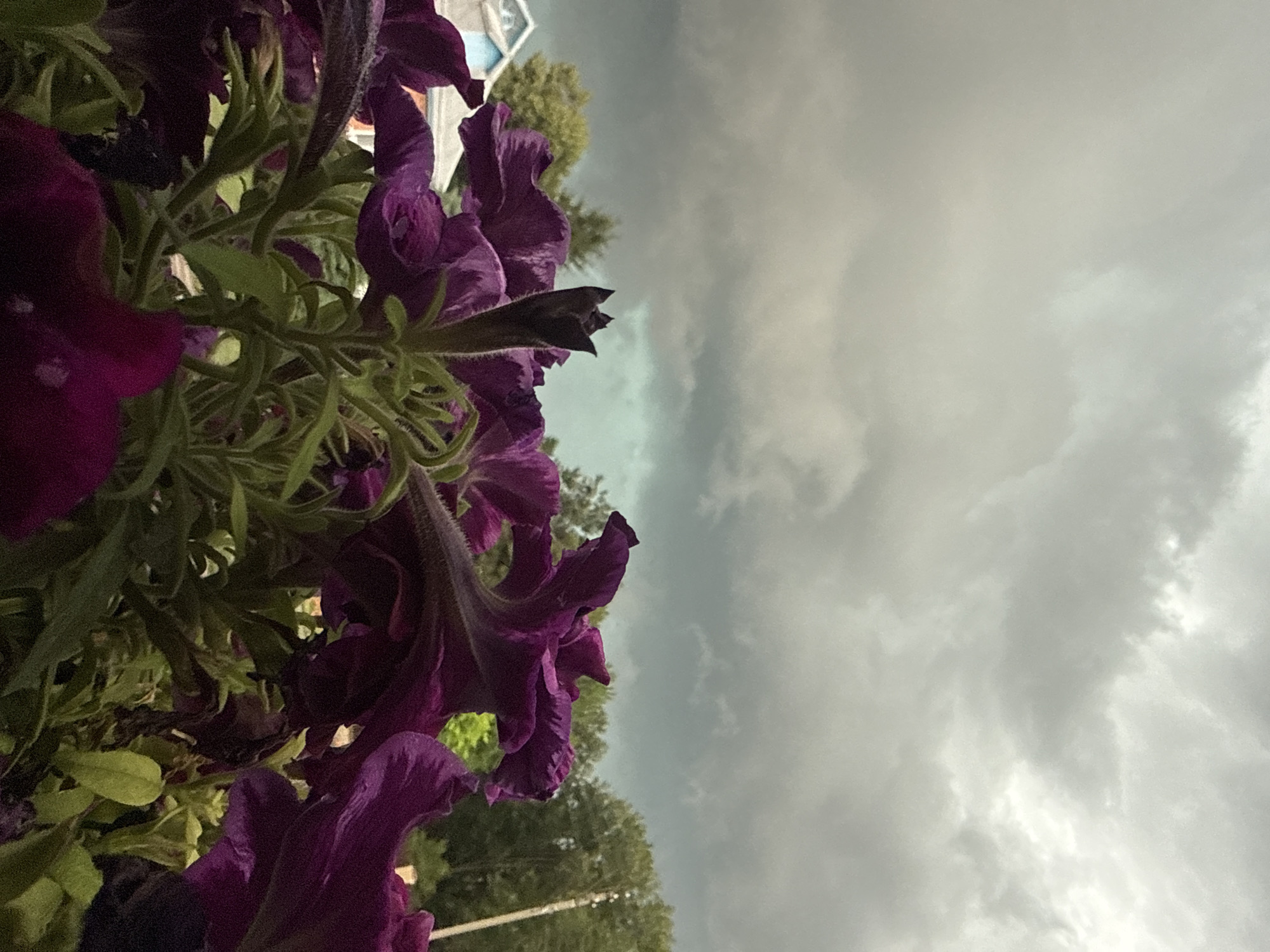 This is a close-up, eye-level shot of dark purple petunias with lush green foliage in the foreground. The flowers are in bloom, some fully open and others as buds. In the background, there is a dense line of green trees, with glimpses of a light-colored building and a utility pole. The sky above is heavily overcast with dark, ominous storm clouds, suggesting impending rain. The scene is likely outdoors, possibly in a garden or on a porch, in the city of Hraniv, Ukraine, given the context provided. There are no people or animals visible in the image.