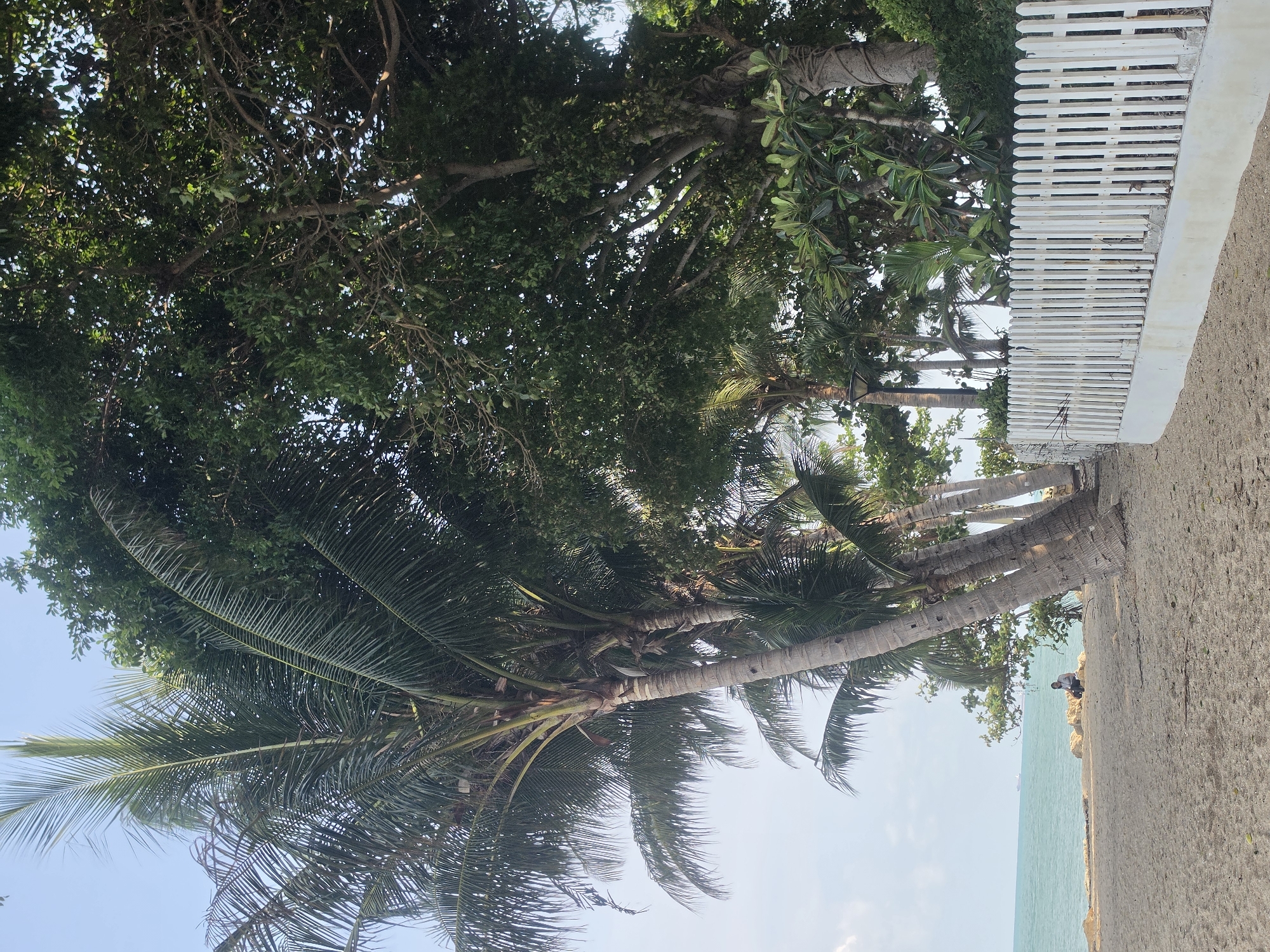 The image captures a coastal scene in Pattaya City, Thailand. A group of palm trees with long, sweeping fronds dominate the foreground, partially obscuring the blue sky and turquoise water. The trees lean towards the water, suggesting their presence along the coastline. Adjacent to the trees is a white picket fence. A sandy embankment separates the trees and fence from the water's edge, where a person is seen standing near a rocky outcrop. The background includes additional lush greenery and trees. The lighting is bright and suggests a sunny day.
