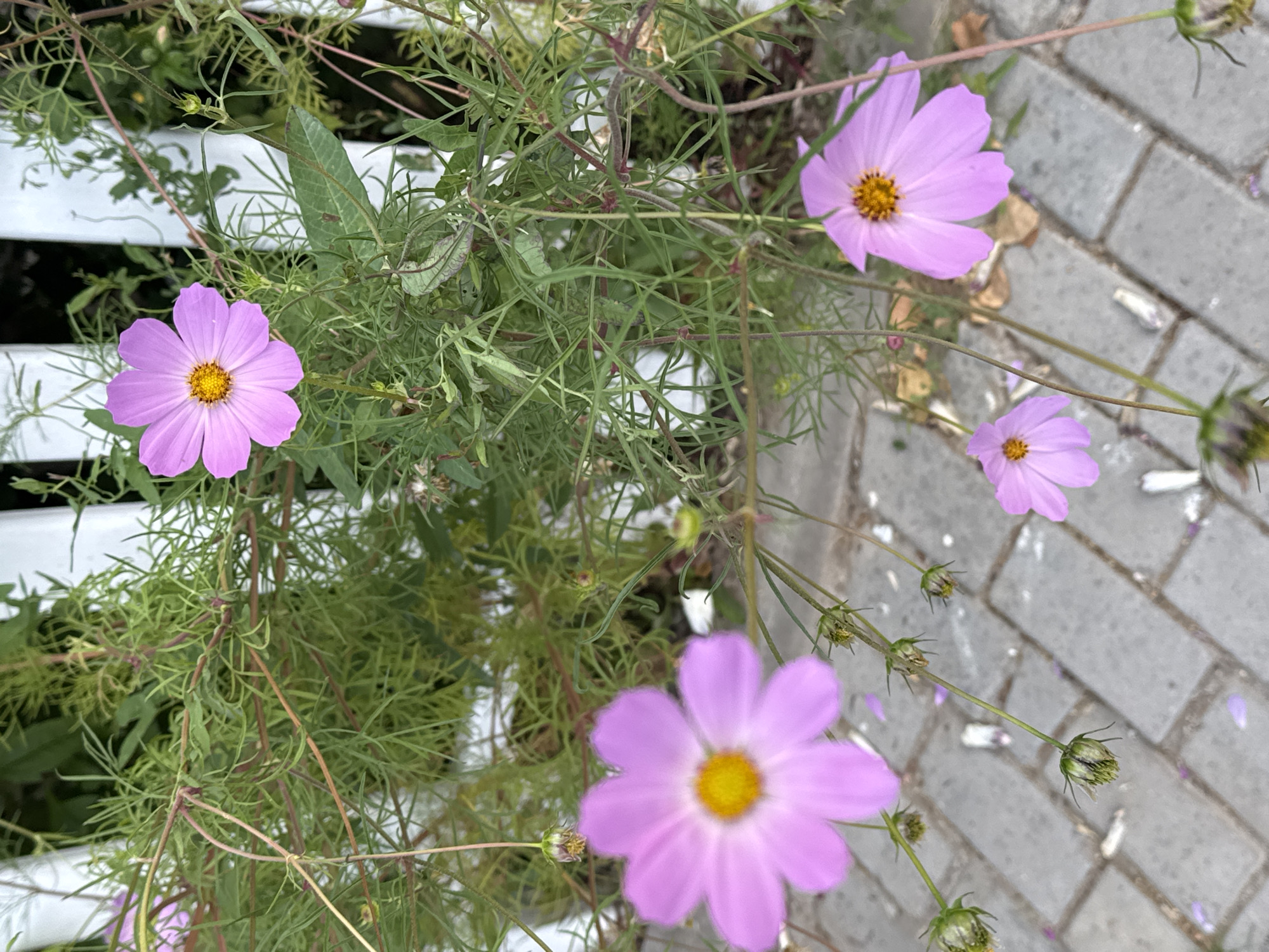 The image shows a close-up view of several pink cosmos flowers with yellow centers, blooming near a white picket fence. The flowers are in various stages of bloom, with some fully open and others still in bud. The plants are surrounded by green foliage, and a paved pathway is visible in the foreground. The setting appears to be an outdoor garden in a city, possibly Sary-Oy, Kyrgyzstan, given the context. No people are present in the image, and no specific actions or interactions are depicted. The scene is peaceful and natural, highlighting the beauty of the flowers.