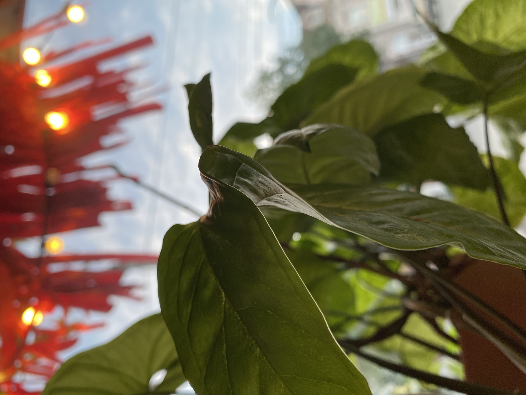 The image shows a close-up view of a leafy green plant, likely indoors, with a window visible in the background. The window provides a glimpse of a cityscape or buildings and sky with a bit of cloud cover. To the left, slightly out of focus, are red decorations illuminated with warm-toned lights. The foreground is dominated by the green leaves of the plant, highlighting their texture and shape. Without further context, the specific location in Votkinsk, Russia, cannot be determined.