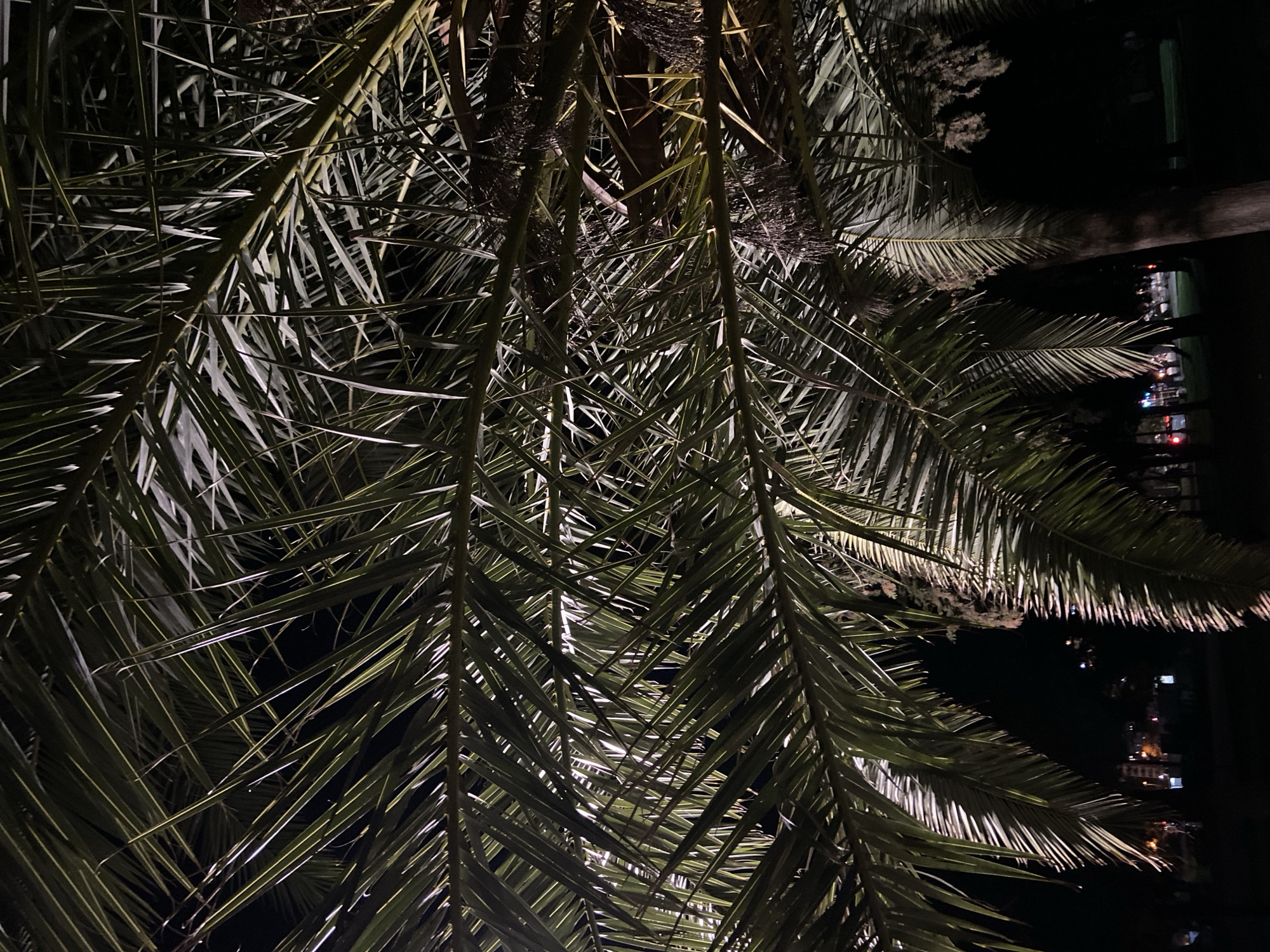 The image is taken at night in Budva, Montenegro. The focus is on the fronds of a palm tree, with some parts of the fronds brightly illuminated. In the background, blurred lights from buildings can be seen, indicating an urban setting. The scene appears to be taken from a low angle, looking up into the palm tree.
