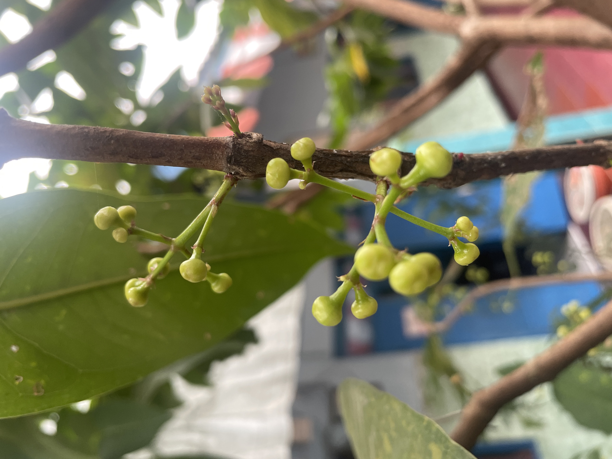 This is a close-up, eye-level, vertical outdoor photograph of young fruit buds on a tree branch. The buds are small, round, and light green, clustered on thin green stems. The main subject is the branch with buds, positioned slightly right of center and in sharp focus. Behind the branch, out-of-focus elements include large green leaves, a brown tree trunk, and a background with blurred structures that appear to be houses or buildings with blue and pink accents. The overall lighting suggests daylight, with some bright highlights indicating the sun. The image was taken in the city of Magelang, Indonesia.