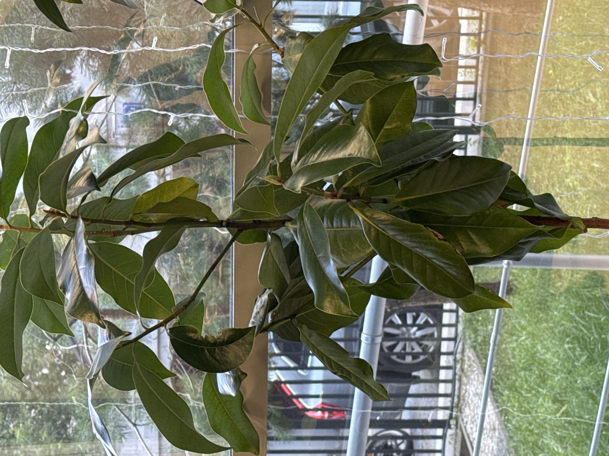 A tall green plant with large leaves is positioned in the foreground. The plant's branches extend upwards and outwards, with leaves obscuring the background. Behind the plant, a balcony railing is visible, with metal bars running horizontally and vertically. Beyond the railing, a blurry view of a street with cars and buildings can be seen. The lighting suggests it is daytime, with some artificial lights strung on the right side of the frame. The image is taken from an eye-level perspective.