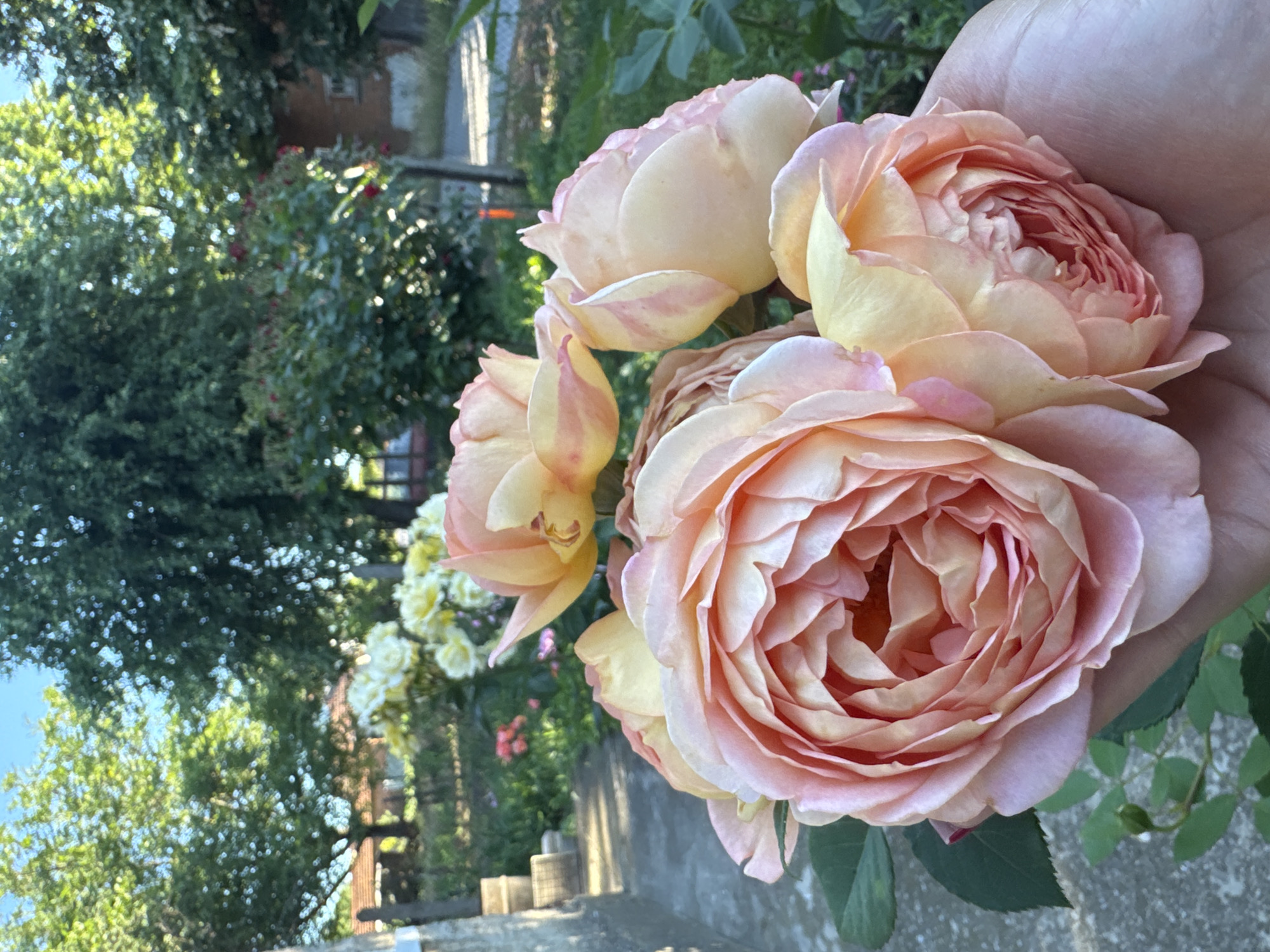 A hand holds a bouquet of peach and pink roses in the foreground. The roses are lush and fully bloomed, with many delicate petals. In the background, a garden is visible with more roses and other flowering plants. Trees with green foliage and a clear blue sky are also present. A brick building and a fence can be seen further in the distance, suggesting a residential area. The scene appears to be an outdoor setting in the city of Zavet, Bulgaria, on a sunny day.