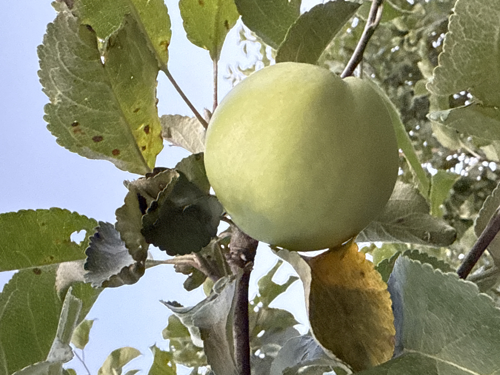 A green apple hangs from a branch amidst leaves. The apple is round and its skin is a light green color with a slight sheen. The leaves surrounding the apple are varied in their shades of green and some exhibit signs of browning or holes. The background is a blur of green foliage and a light blue sky. The image appears to be taken outdoors, possibly in an orchard or garden, and is focused on the apple and its immediate surroundings. No people or specific landmarks are visible. The setting is likely rural or suburban, given the natural elements. There are no indications of damage or distress to the apple or the tree. The lighting suggests it is daytime.