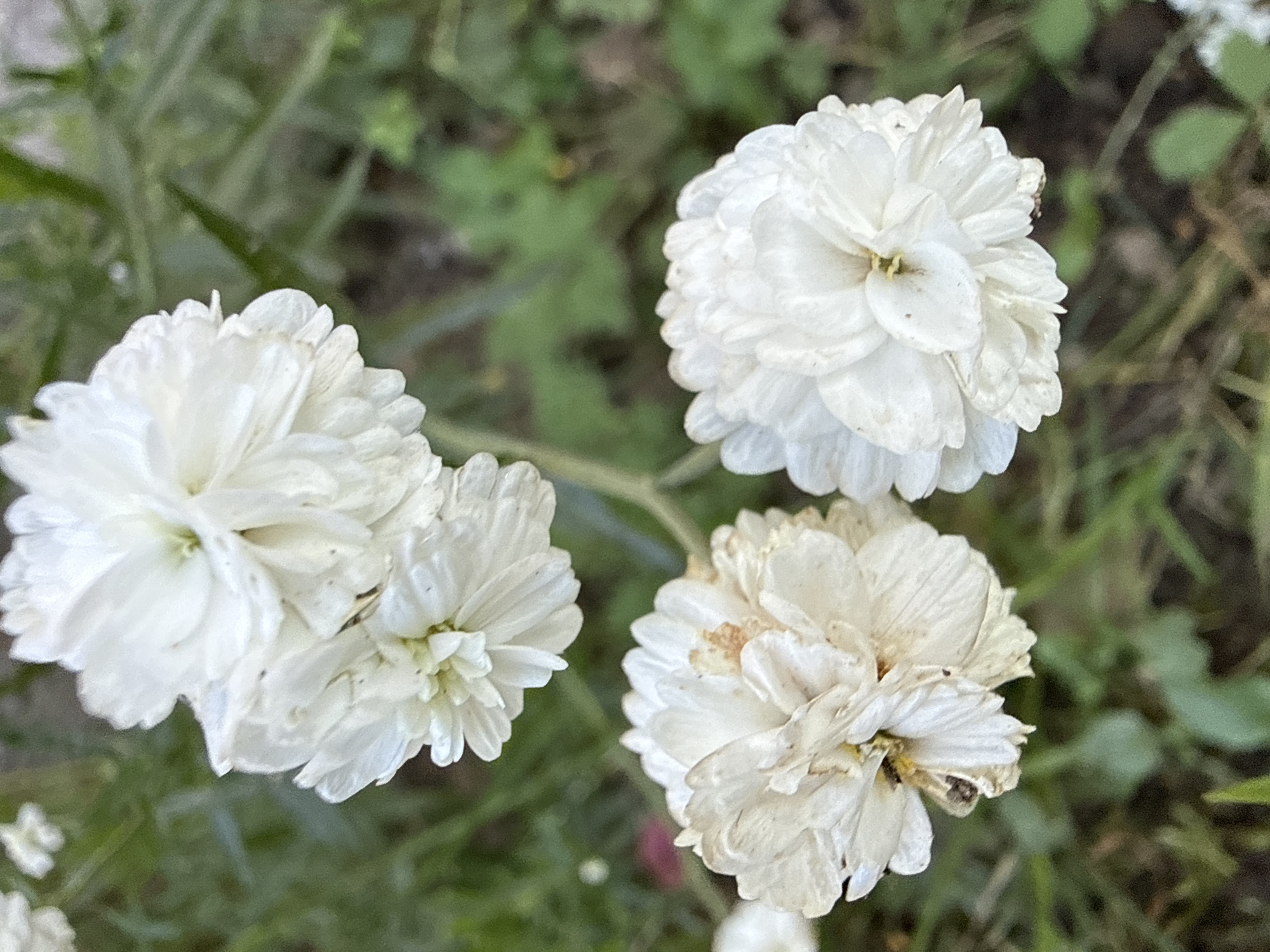 A high-angle, close-up shot shows three white chrysanthemum flowers blooming on a green, leafy plant. The flowers are fully open, revealing their layered petals. The flower in the upper center of the frame is slightly out of focus, while the two flowers at the bottom are in sharp focus. One of the bottom flowers has a small, dark insect on one of its petals, and another has a few brown spots on its petals. The background is a blur of green leaves and some darker brown areas, suggesting a garden setting. The image was taken outdoors during the daytime, with natural light illuminating the scene.