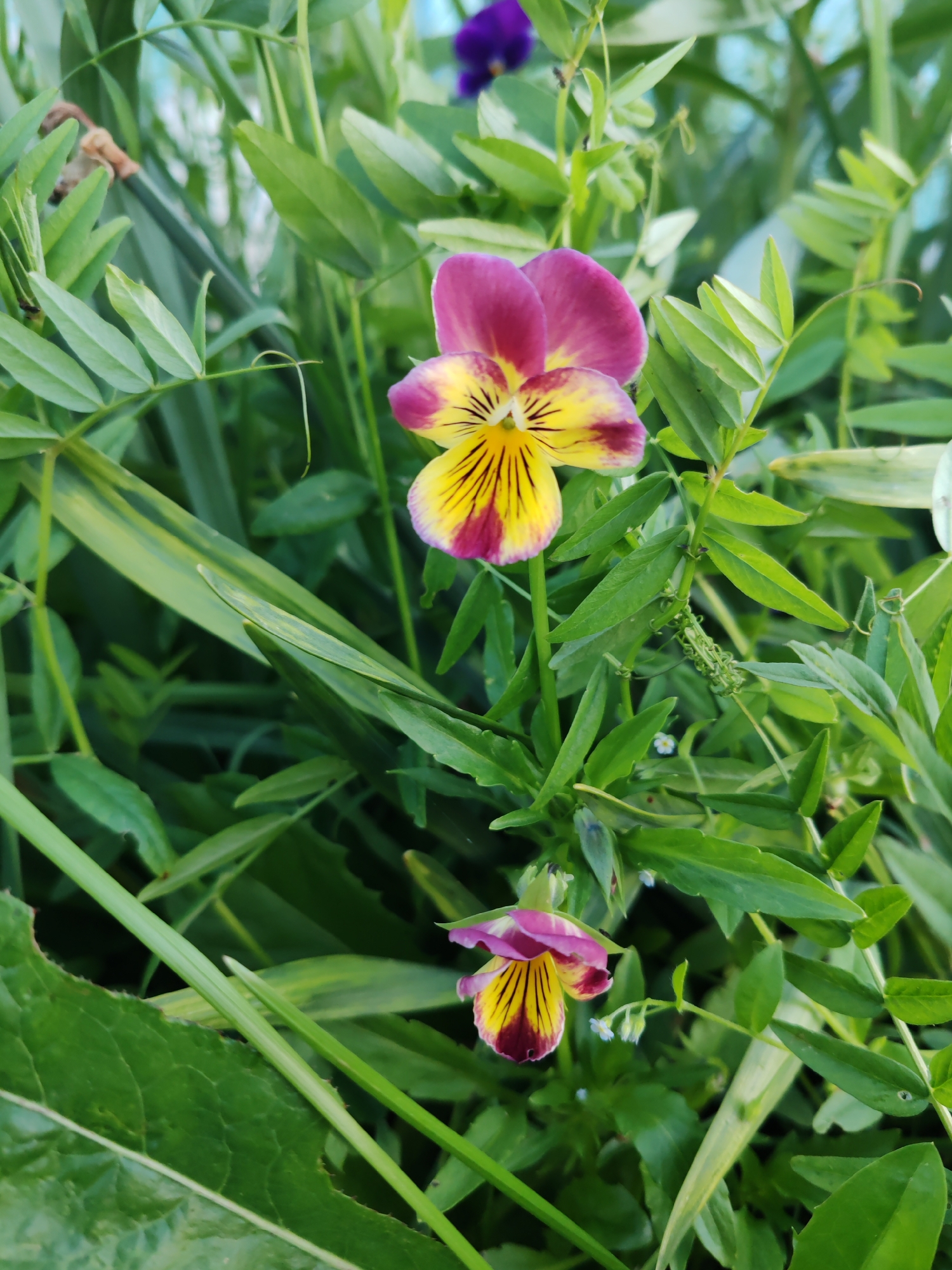 The image depicts a close-up view of two pansy flowers amidst lush green foliage. The prominent flower in the foreground displays vibrant petals in shades of purple, yellow, and maroon, with intricate dark lines radiating from the center. A second, smaller pansy is visible slightly below and to the right, exhibiting a similar color pattern. The surrounding environment is characterized by dense, green leaves and thin stems, suggesting a garden or natural setting. The lighting appears to be natural, casting soft shadows. The image quality is clear, capturing the delicate details of the flowers and plants. There are no people or any discernible man-made structures visible in the frame. The location is identified as Чухлэм, Russia, though the image itself provides no visual cues to confirm or deny this specific geographic context.