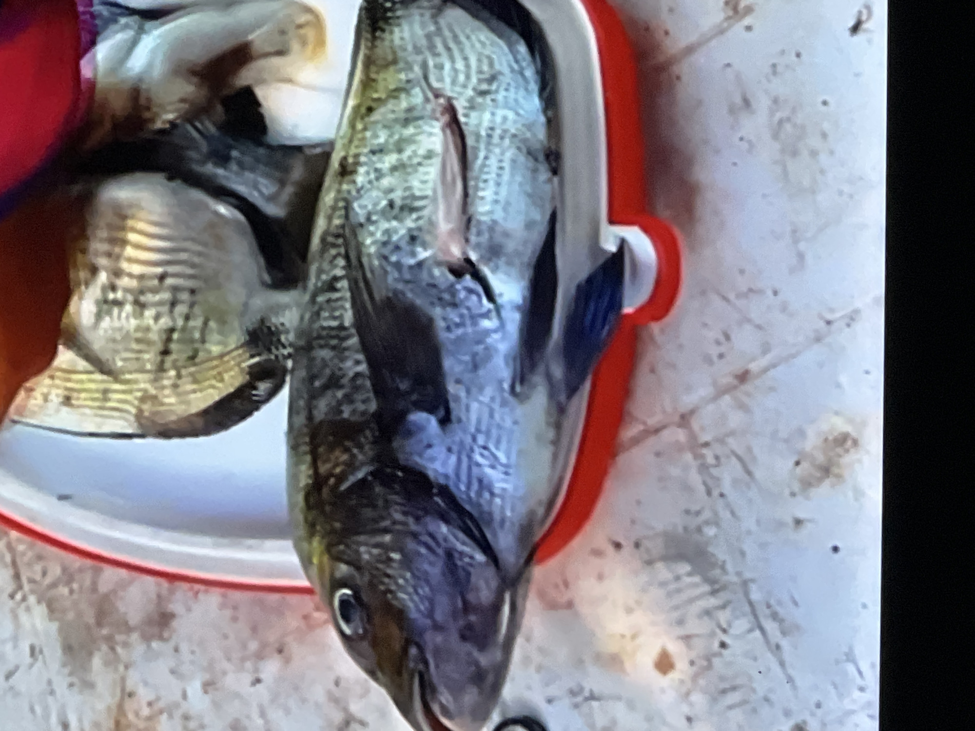 The image shows a close-up, slightly blurry, overhead view of a freshly caught fish. The fish is dark gray to black with lighter gray mottling and distinct horizontal lines on its scales. It has a dark eye and appears to be lying in a red and white container. The container has a red rim and a white interior, with some other objects, possibly more fish or fishing gear, visible in the background. The surface beneath the container is a light-colored, textured material, possibly a table or ground. The scene suggests an outdoor setting, possibly related to fishing. There is no visible indication of Casablanca, Morocco.