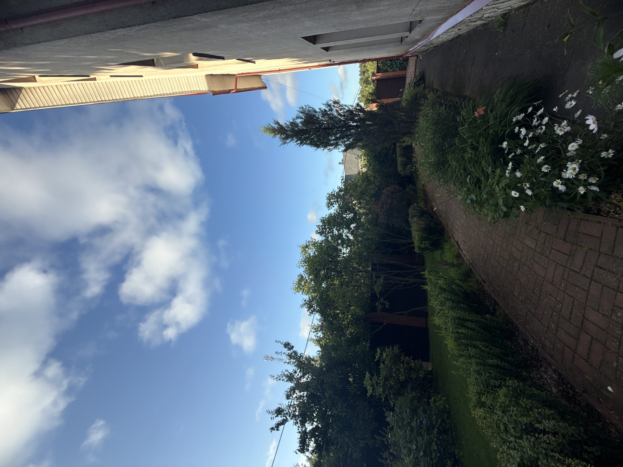 The image captures a sunny outdoor scene with a bright blue sky dotted with white clouds. In the foreground, a brick pathway winds through a lush garden filled with various green bushes and a patch of white daisies. To the right, a light-colored building with visible window frames and a red gutter runs along the side of the frame. The building appears to be residential or part of a larger complex, casting shadows on the pathway. In the background, dense trees form a natural barrier, and a tall, thin evergreen tree stands prominently in the garden. A cell tower is visible in the distance above the trees. The overall setting suggests a well-maintained residential area or a park, likely located in Yukki, Russia, given the context provided. There are no people or animals present in the image.