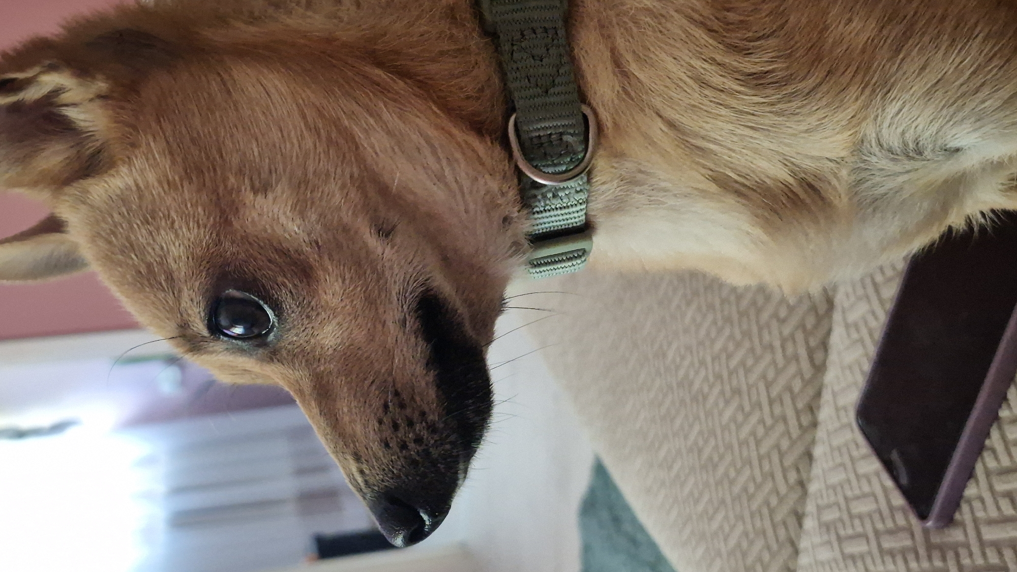 A close-up profile shot of a small, tan-colored dog with a dark nose, dark eyes, and upright ears, wearing a green woven collar, is positioned in the foreground. The dog is looking to the left of the frame. The dog is sitting on a textured, beige sofa. In the lower left corner of the image, a dark smartphone with a purple case is lying on the sofa. The background is blurred, showing a window with white curtains, a hint of a pink wall, and a portion of a green rug. The lighting suggests an indoor environment. The image was captured in Švenčionys, Lithuania.