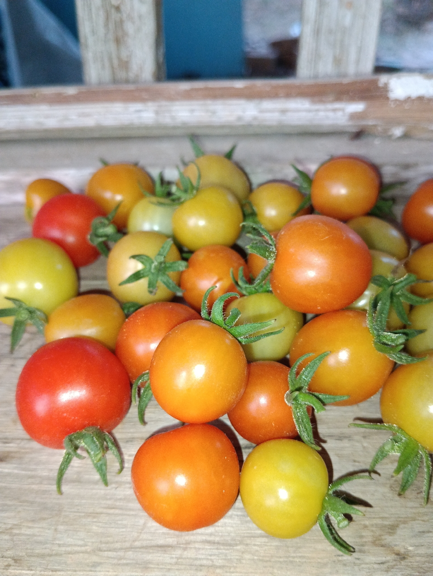 A close-up, low-angle shot captures a pile of ripe cherry tomatoes scattered across a wooden surface. The tomatoes vary in color, with shades of red, orange, and yellow visible. Several tomatoes still have their green stems and calyxes attached. The wooden surface appears to be aged and weathered, with visible grain and texture. In the background, out-of-focus wooden slats and a hint of blue suggest an outdoor or rustic setting. The lighting is somewhat dim, creating soft shadows around the tomatoes and highlighting their glossy surfaces. The overall impression is one of fresh, natural produce. This image does not depict any specific location in the city of Pematang Jaya, Indonesia.