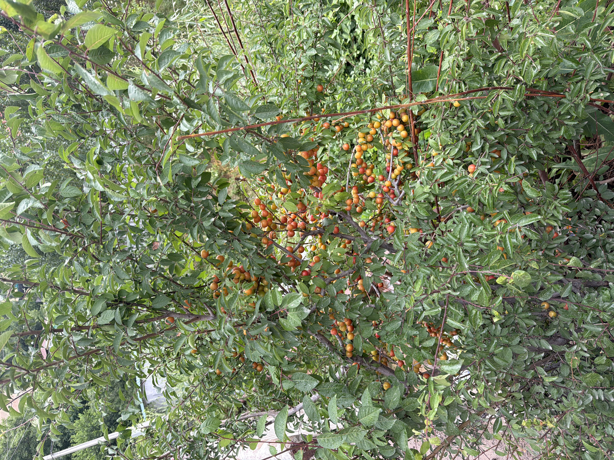 The image shows a close-up view of a tree laden with ripe, small, reddish-orange fruits, likely plums or cherries. The tree is densely packed with green leaves and branches, with the fruits clustered in abundance. The lighting suggests an outdoor setting, possibly a garden or orchard. The background is blurred, showing more greenery and hints of structures, suggesting an inhabited area. The fruits appear to be in various stages of ripeness, with some showing a more intense red hue and others a lighter orange or yellow. The scene is dominated by the natural elements of the tree and its produce. The location in Khumsan, Uzbekistan, suggests a temperate or arid climate suitable for fruit cultivation.