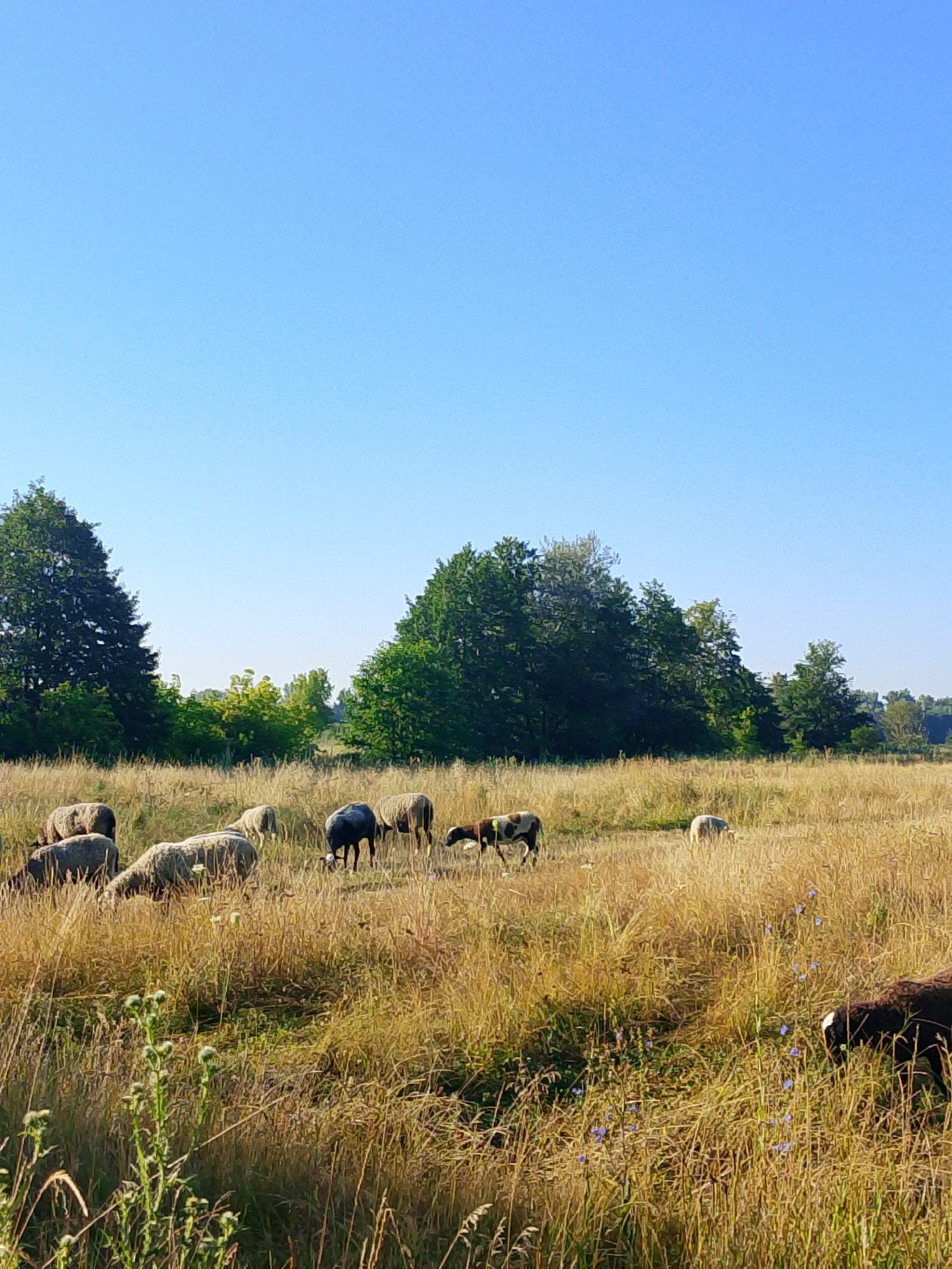 A flock of sheep grazes in a field of dry, golden grass under a clear blue sky. Several trees are visible in the background. The sheep are of various colors, including white, gray, and black. Some are standing, while others are bent down to eat. The overall scene suggests a peaceful rural setting on a sunny day.